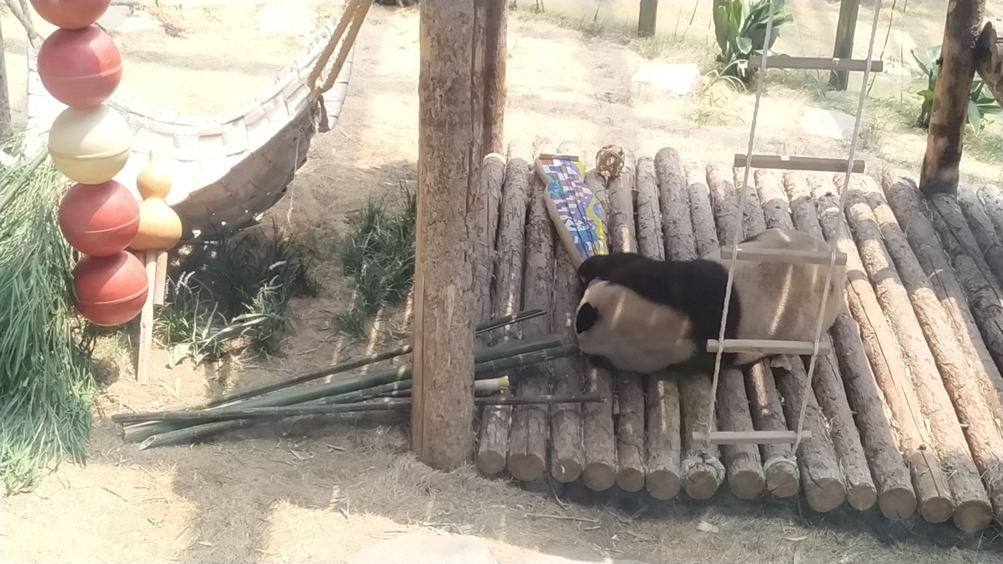 大连森林动物园旅行图片 3