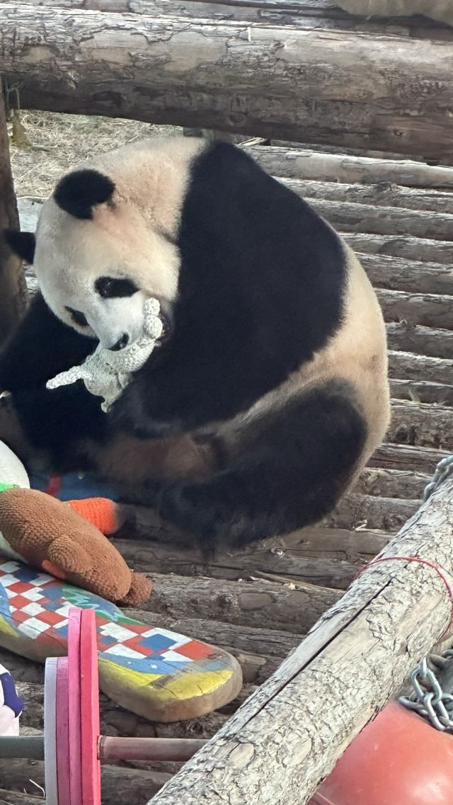 大连森林动物园旅行图片 2