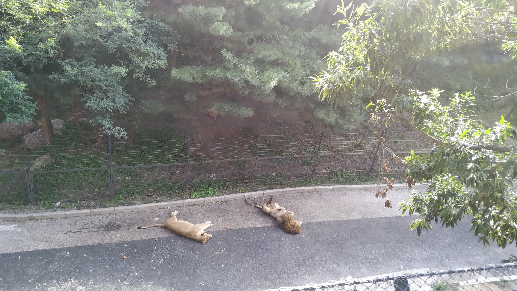 大连森林动物园旅行图片