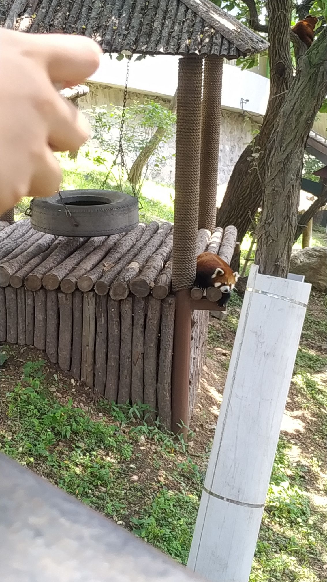 大连森林动物园旅行图片 2