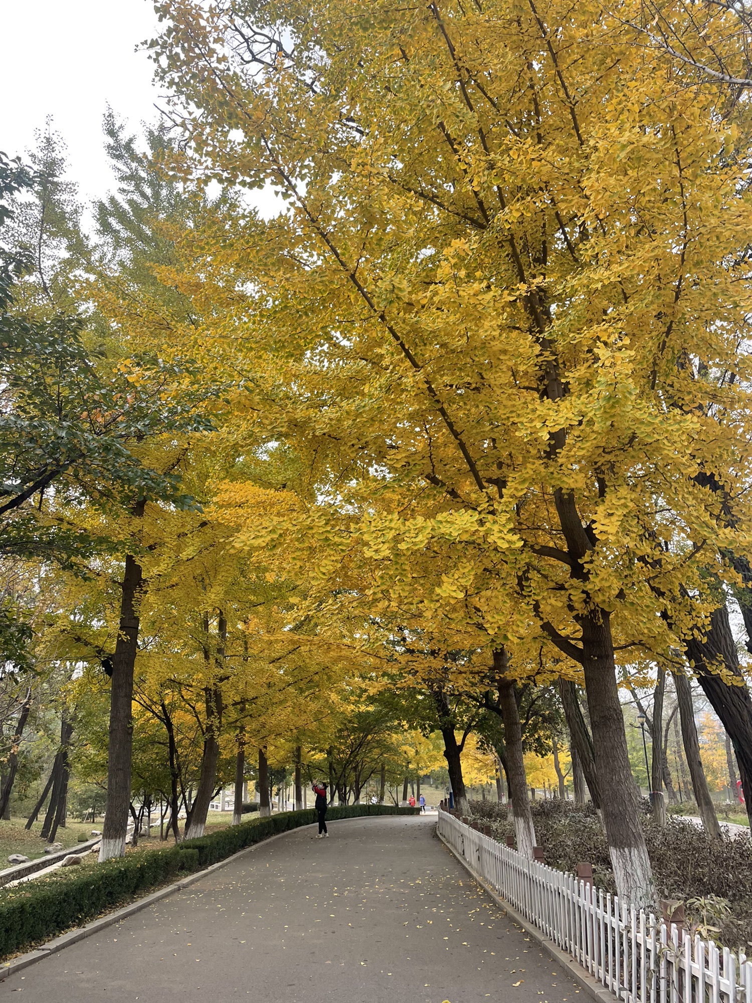 东山公园旅行图片 1