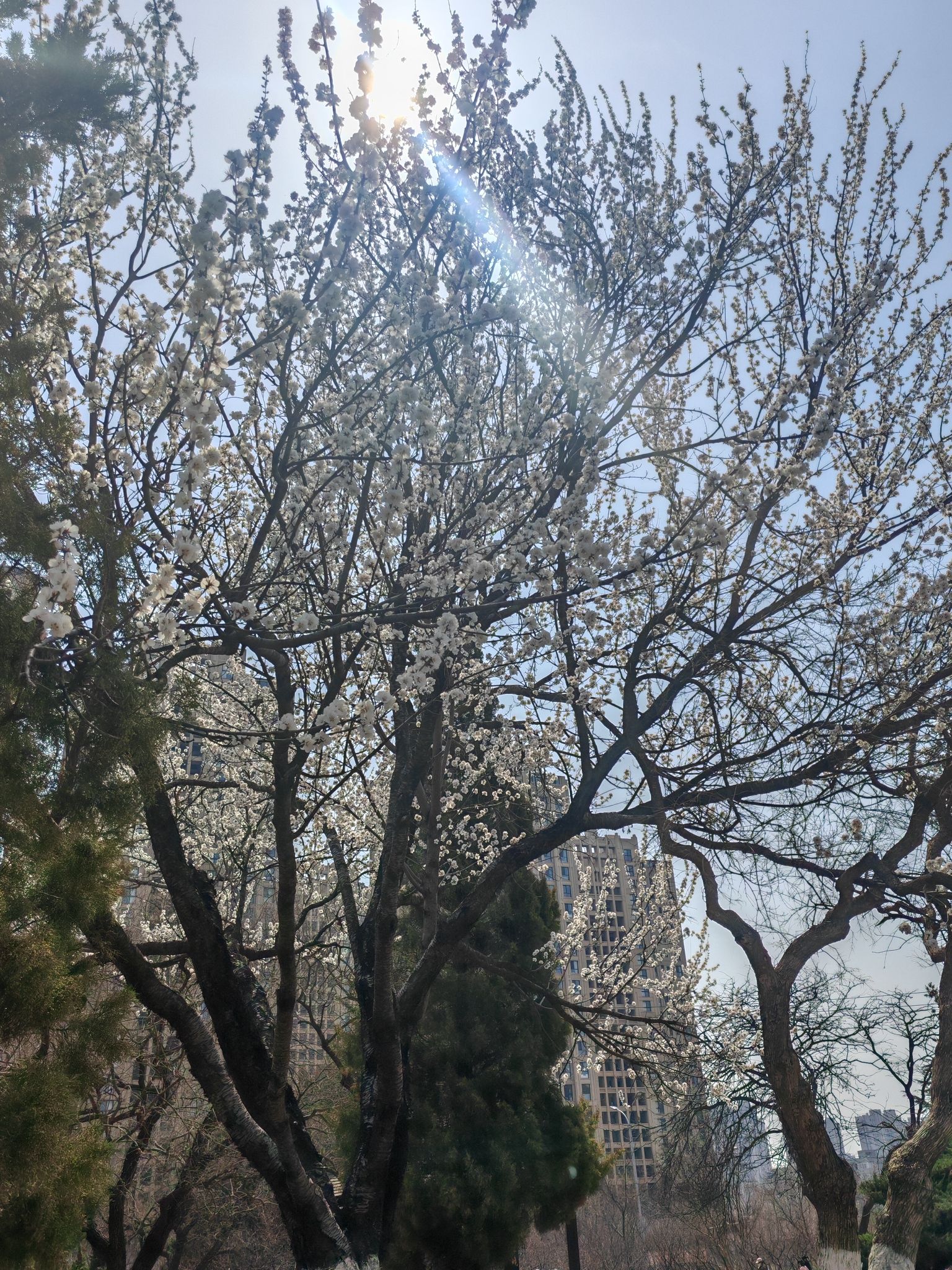 甘井子公园旅行图片 1