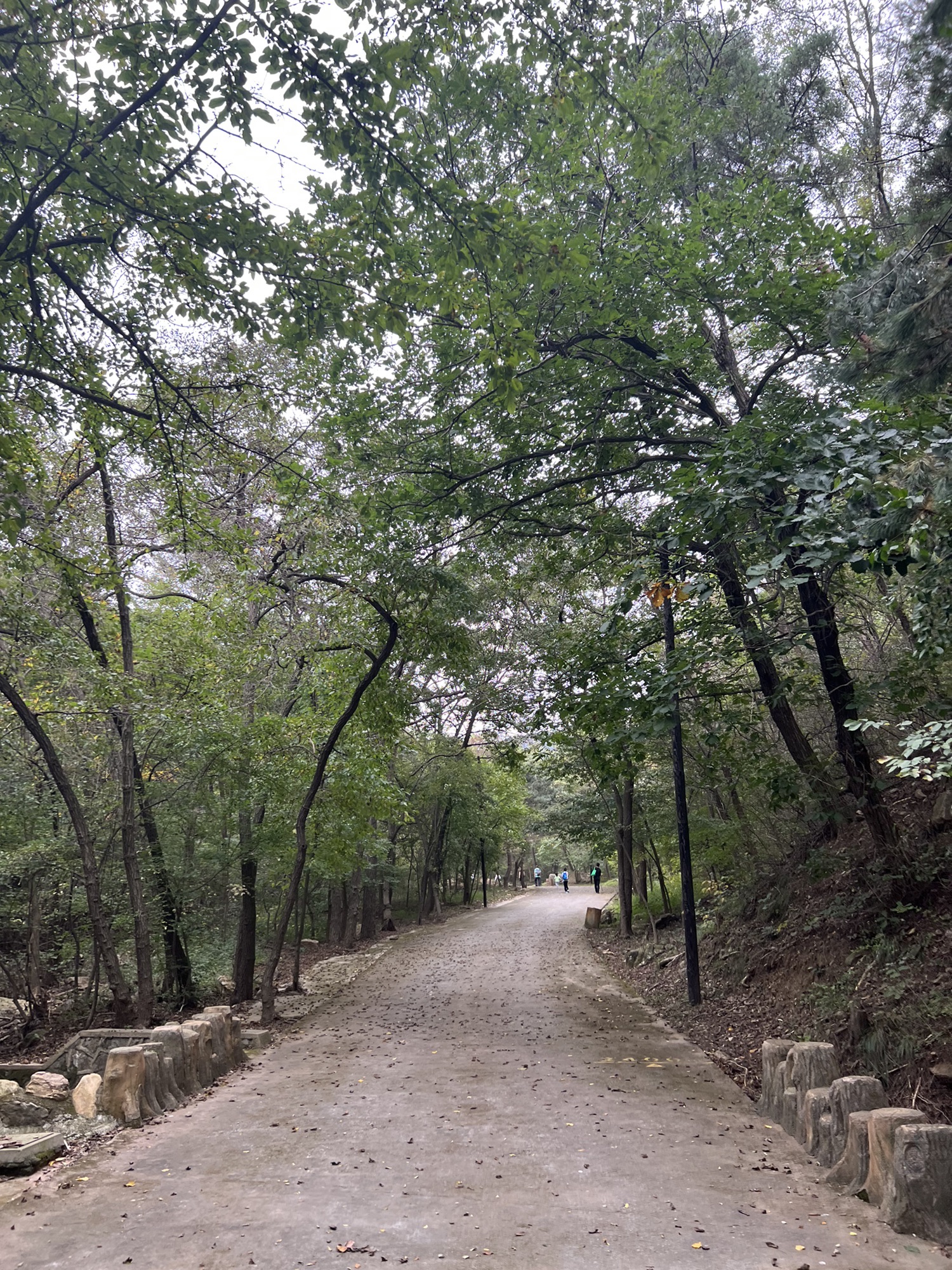 大连金龙寺国家森林公园旅行图片 2