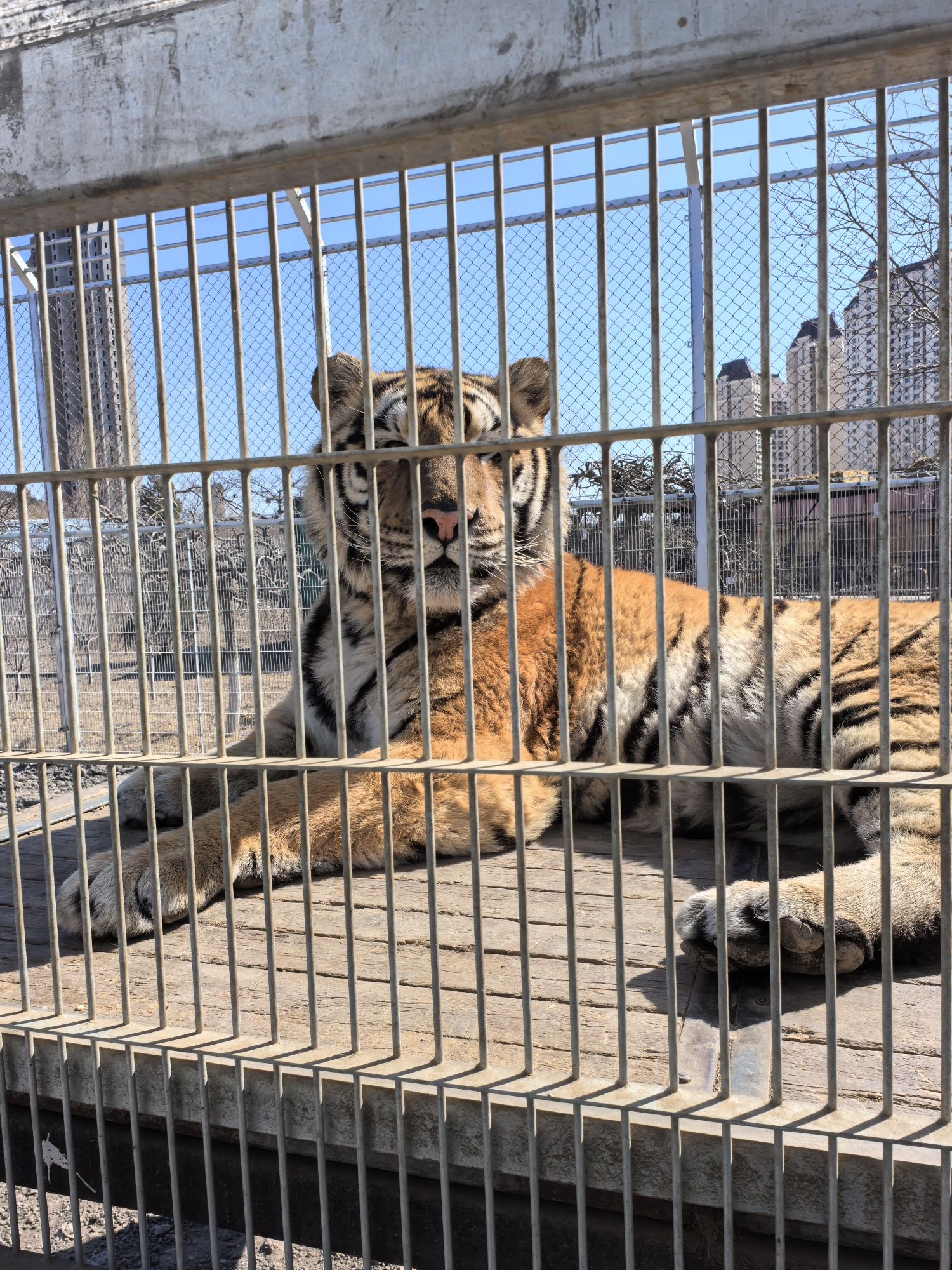 大连狮虎园旅行图片 2
