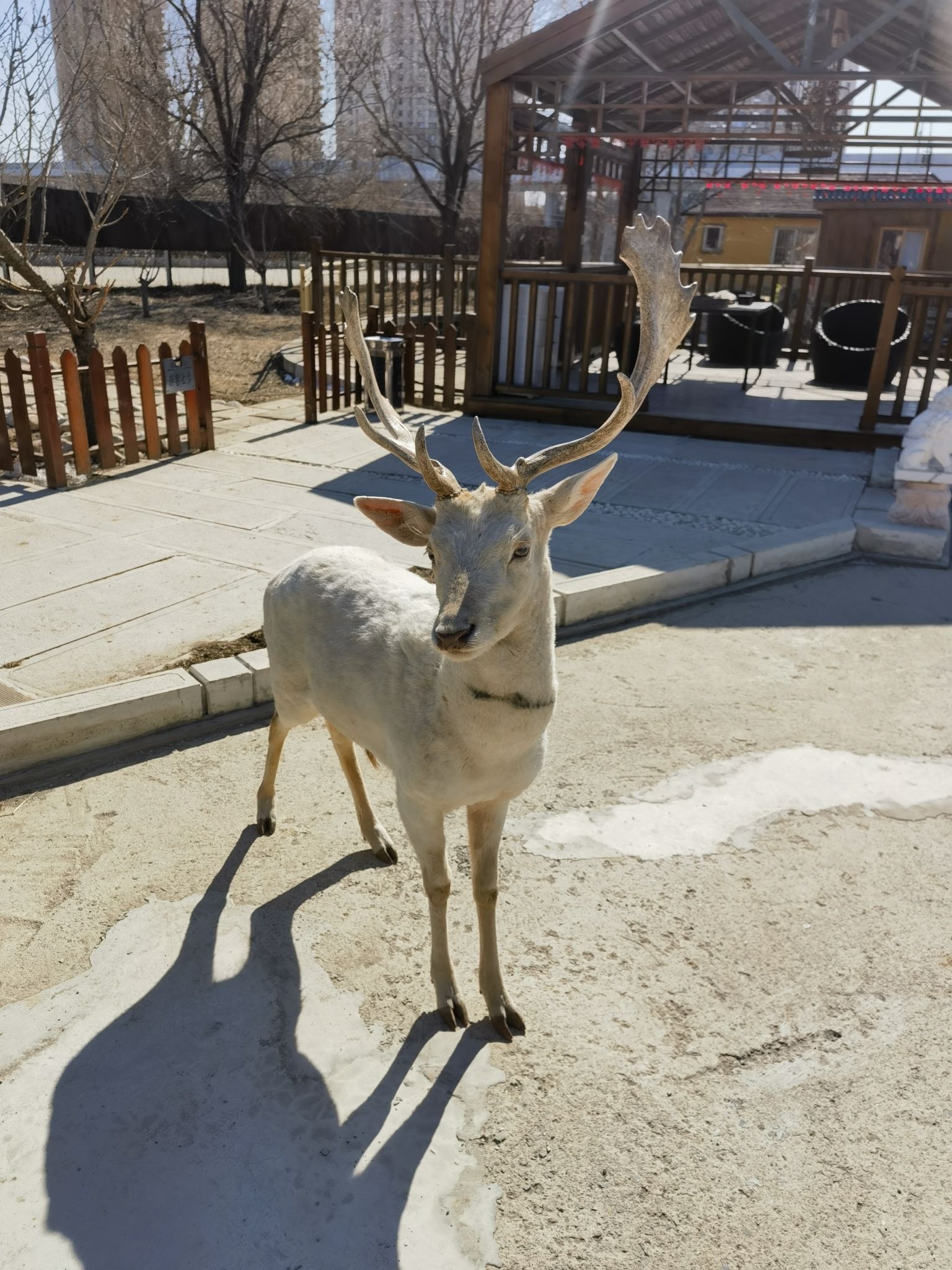 大连狮虎园旅行图片 3