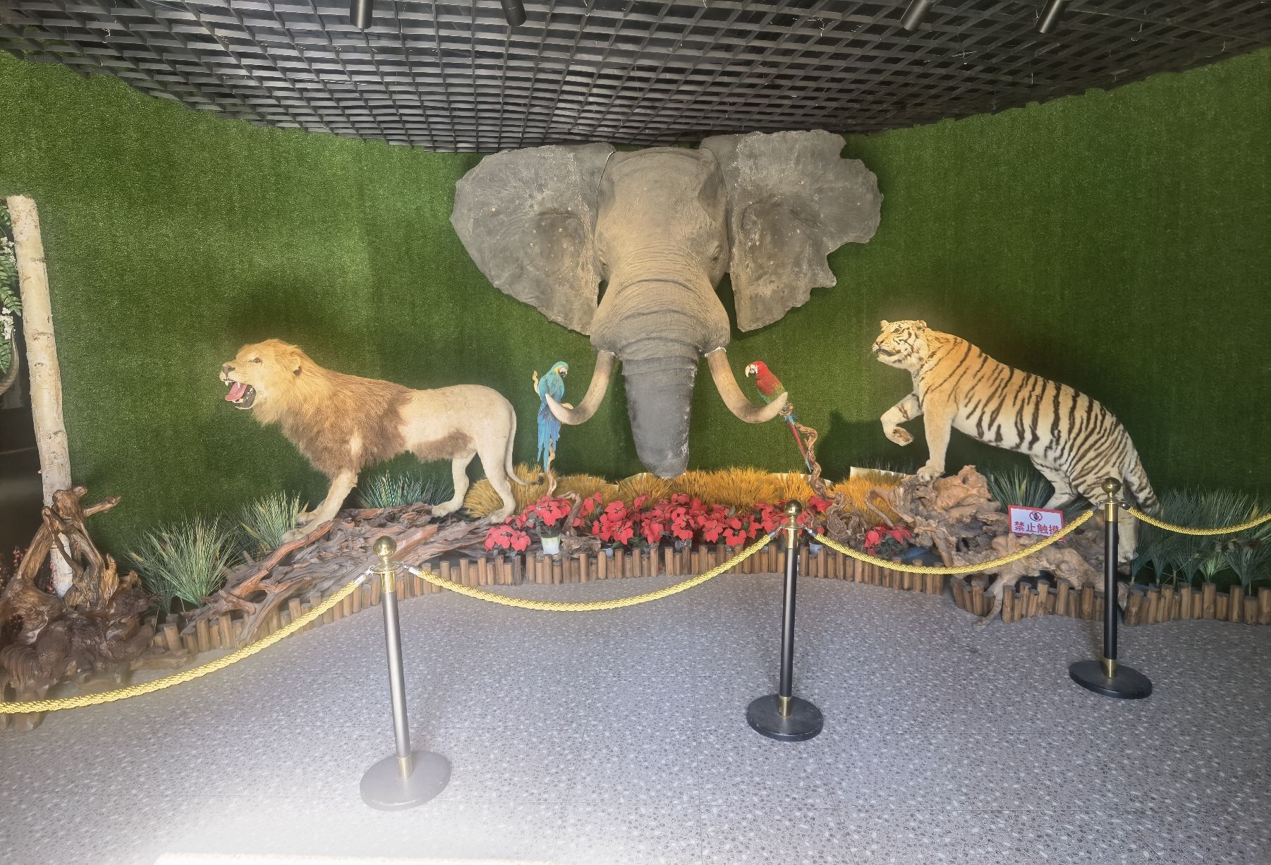 大连狮虎园旅行图片 2