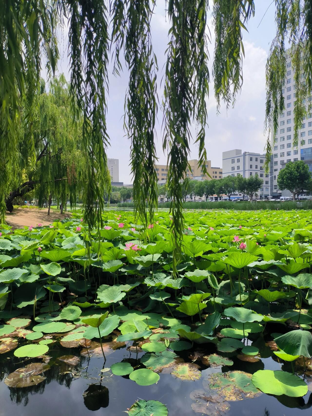 向应公园旅行图片 1