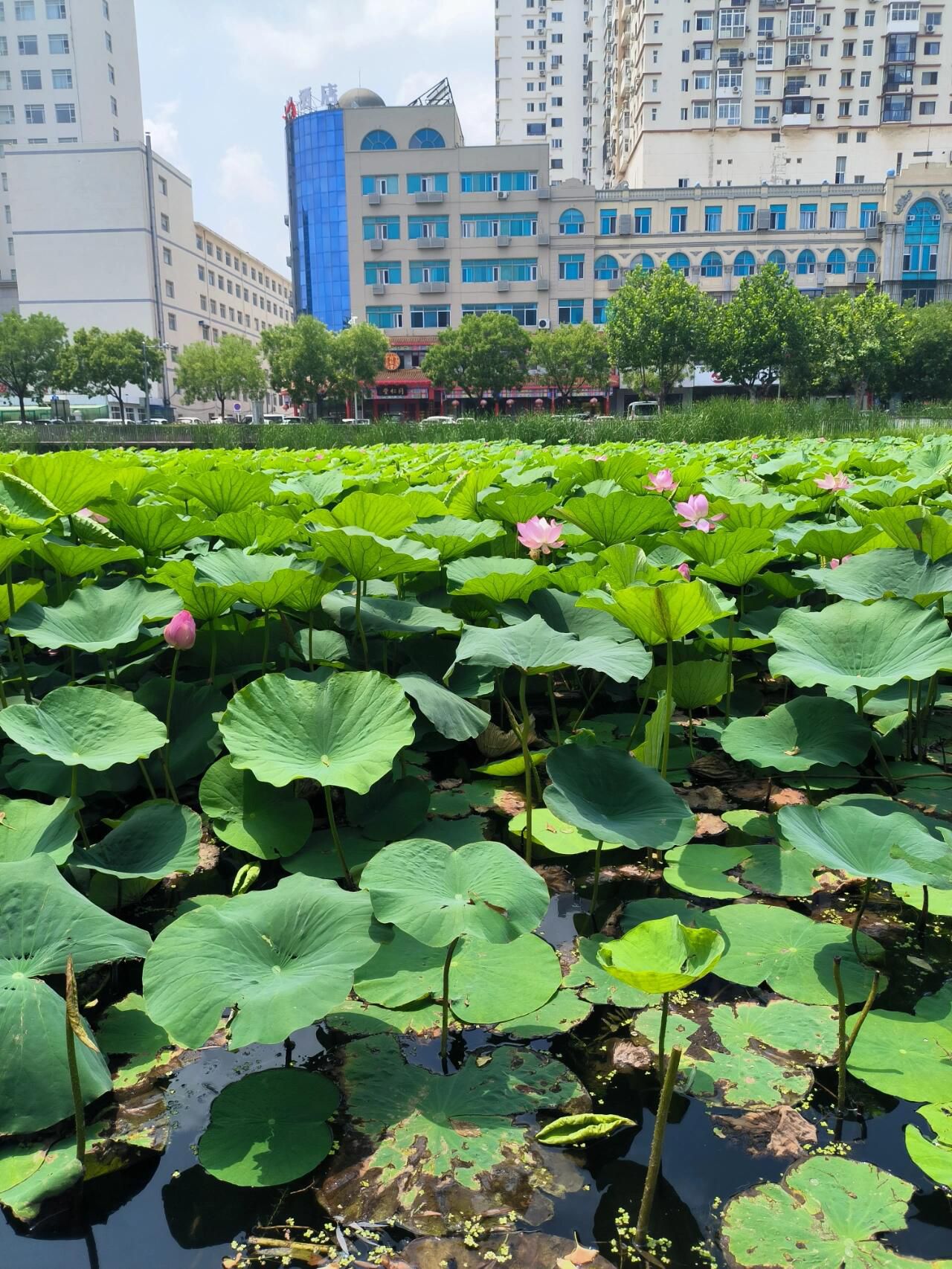 向应公园旅行图片 2