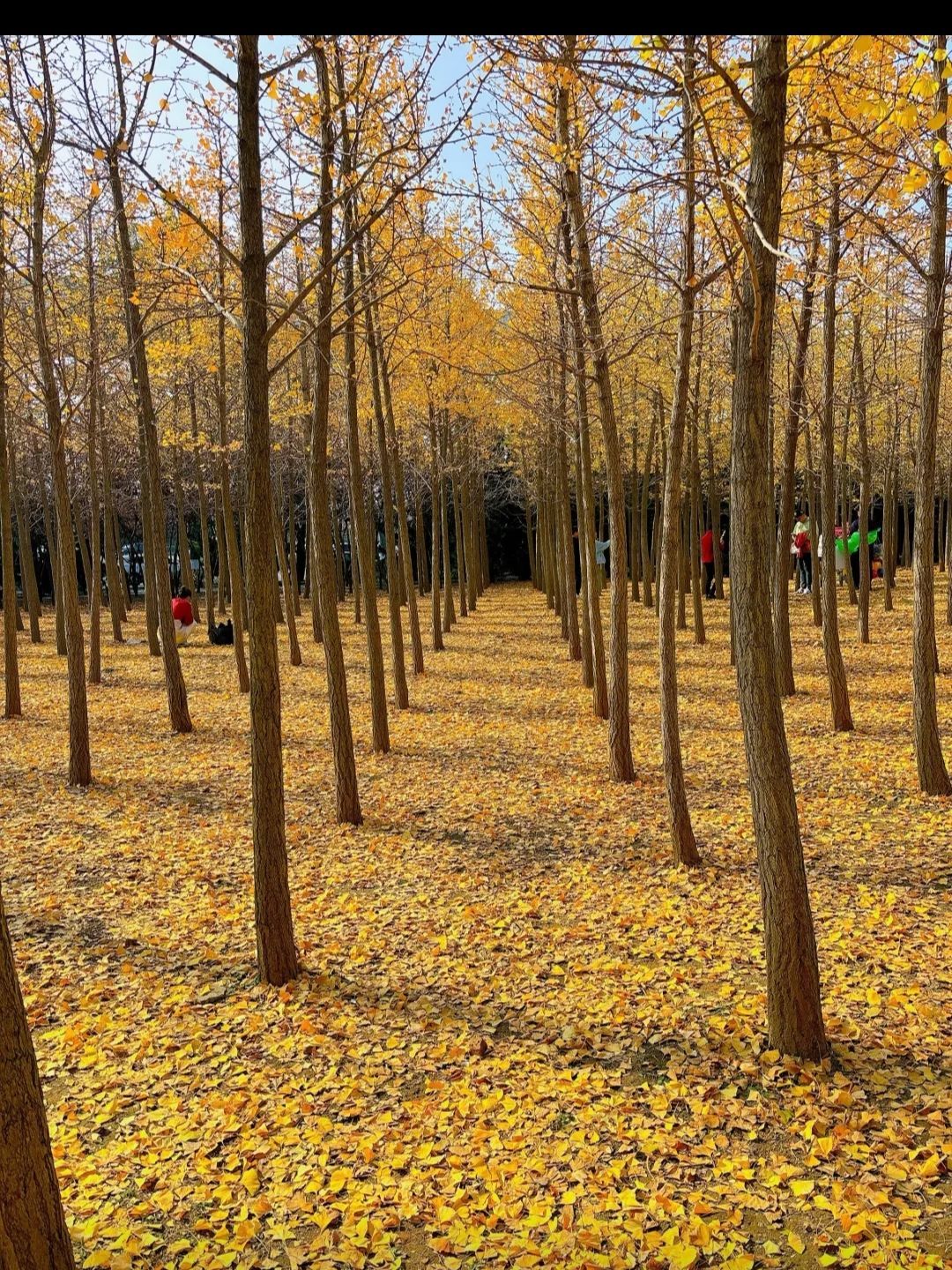 十里岗公园旅行图片 2
