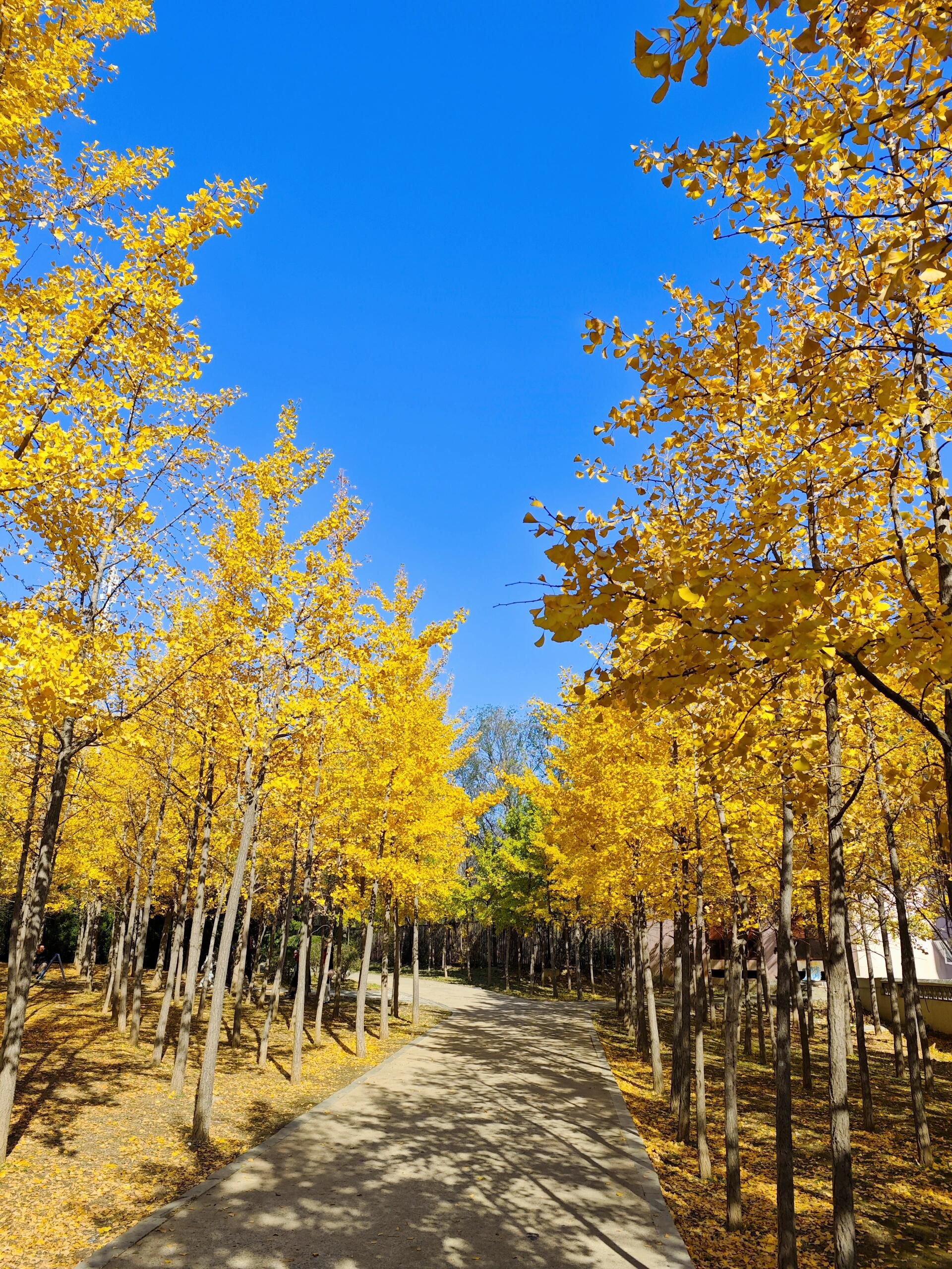 十里岗公园旅行图片 1