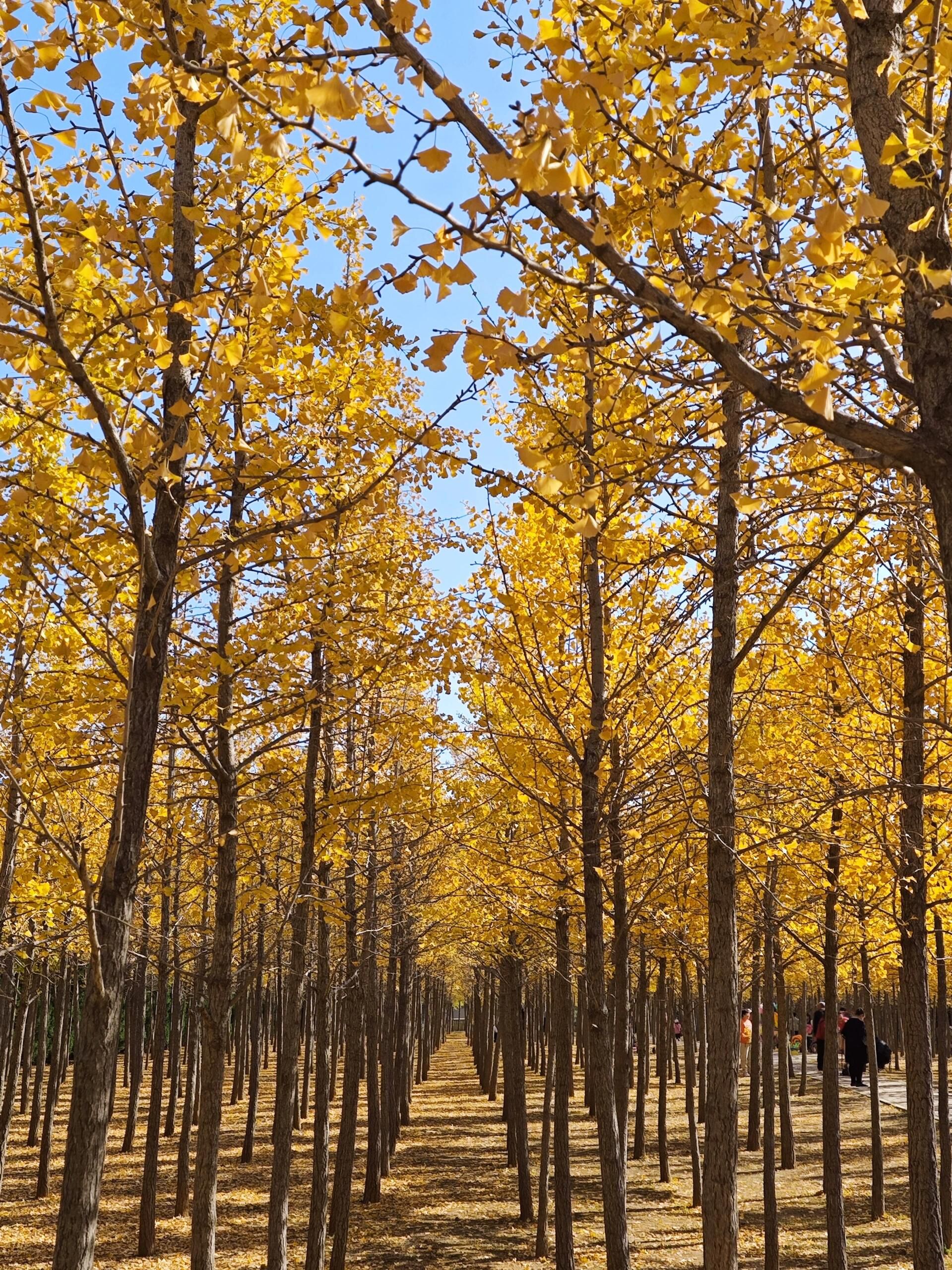 十里岗公园旅行图片 3