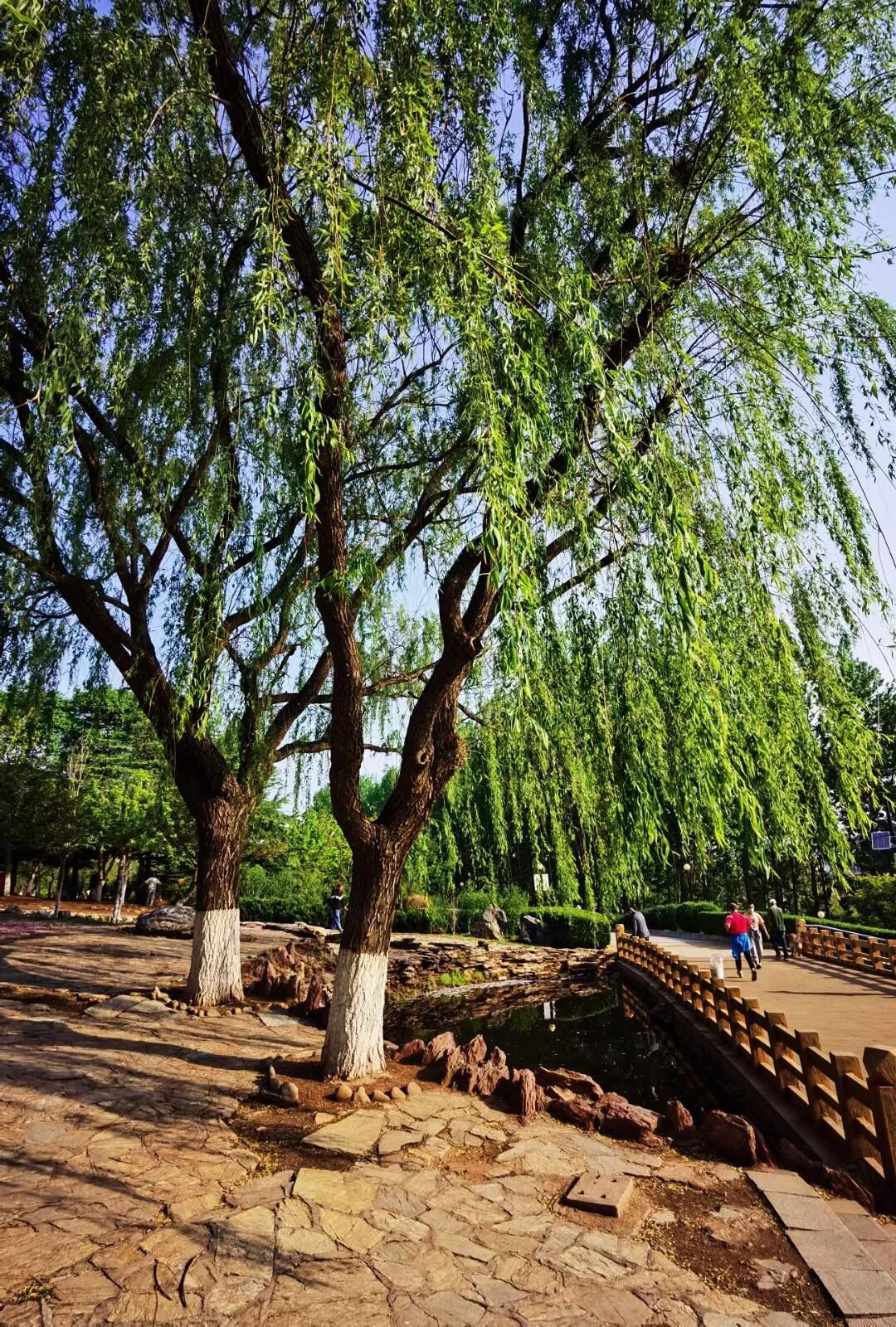 枣园旅行图片 1