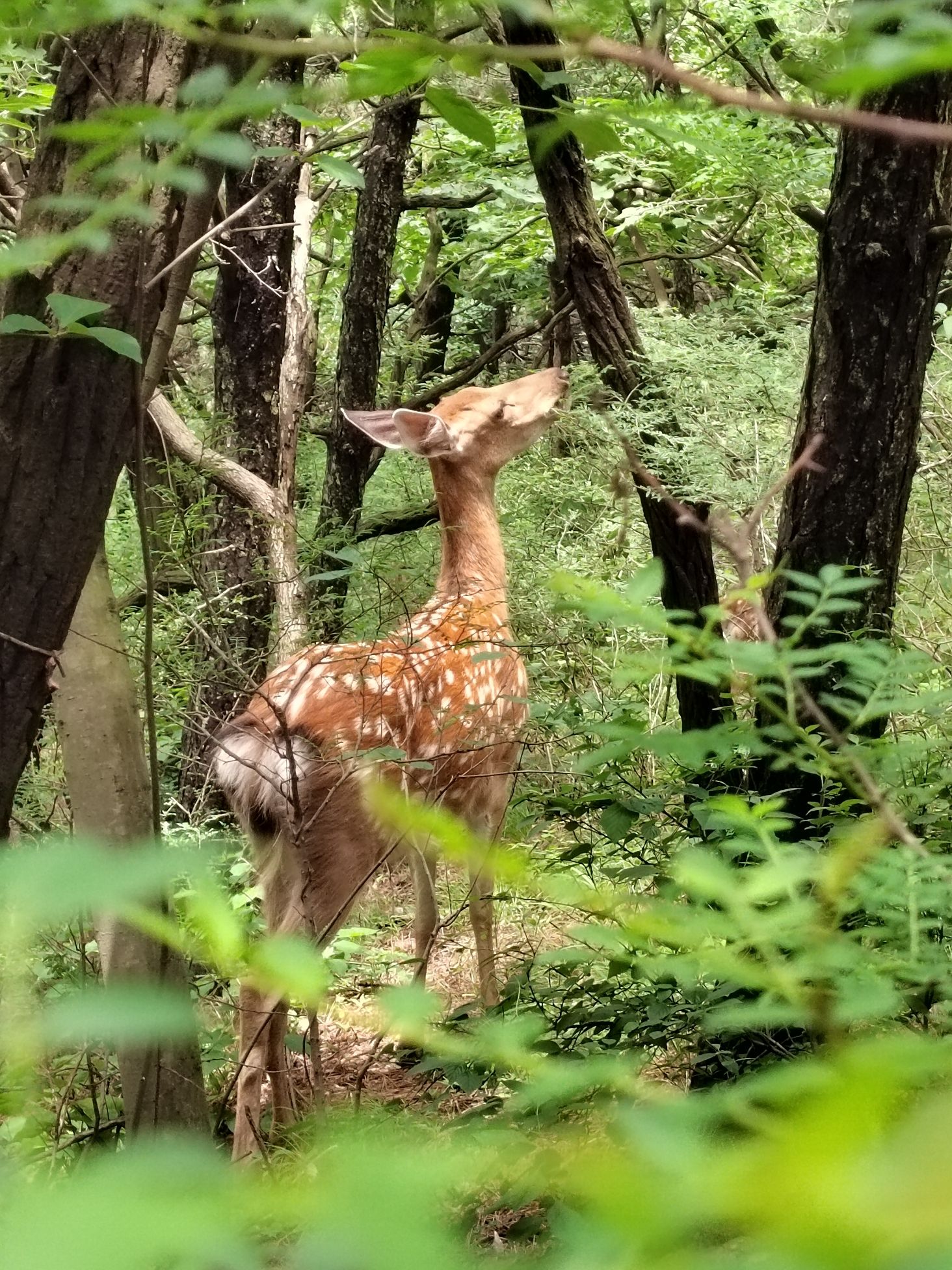 莲花山公园旅行图片 3