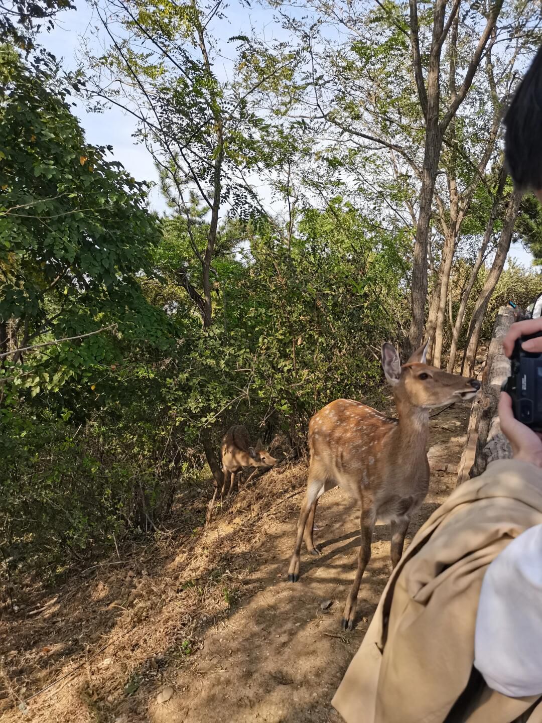 莲花山公园旅行图片 1
