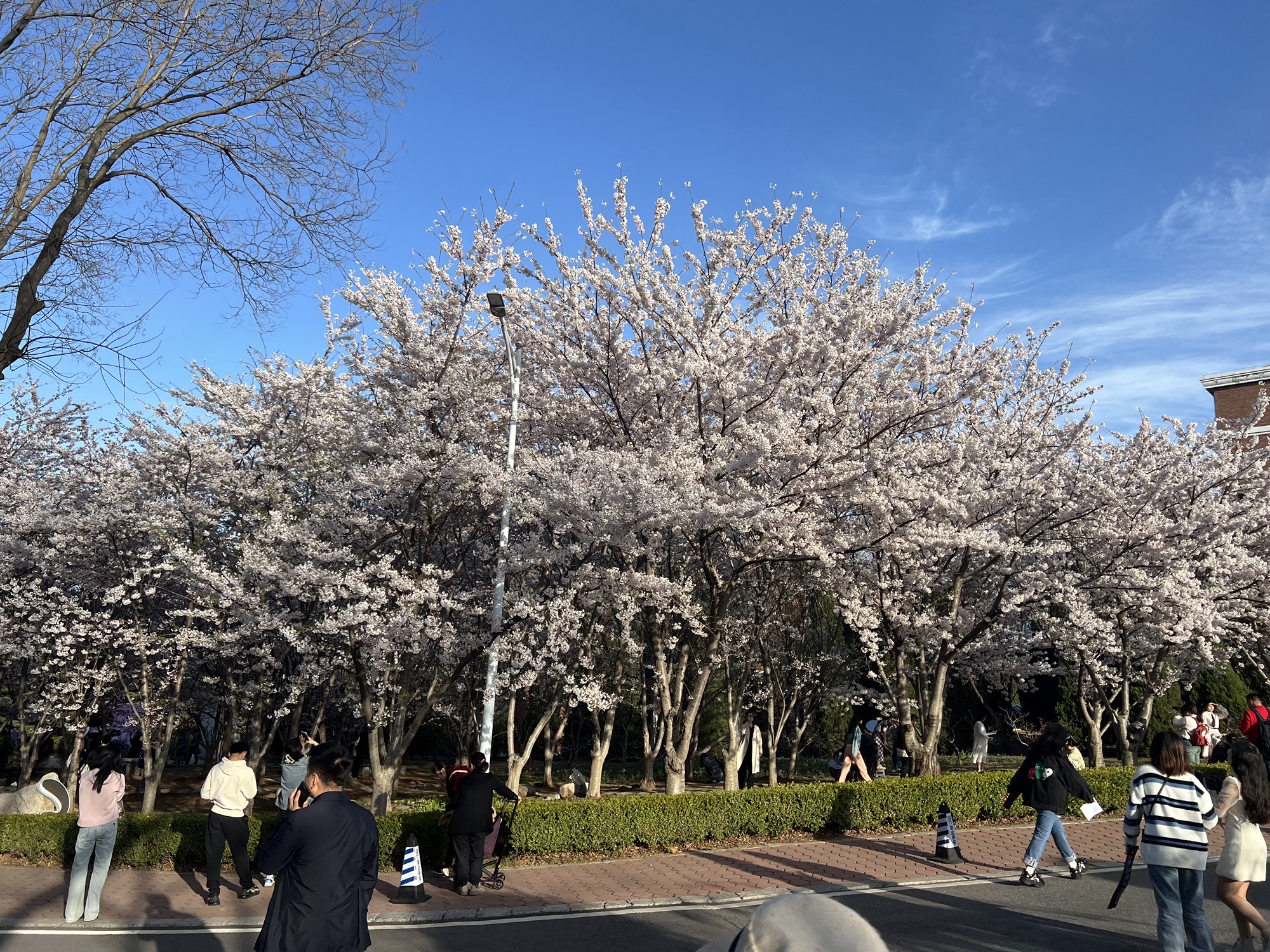樱花园旅行图片 2