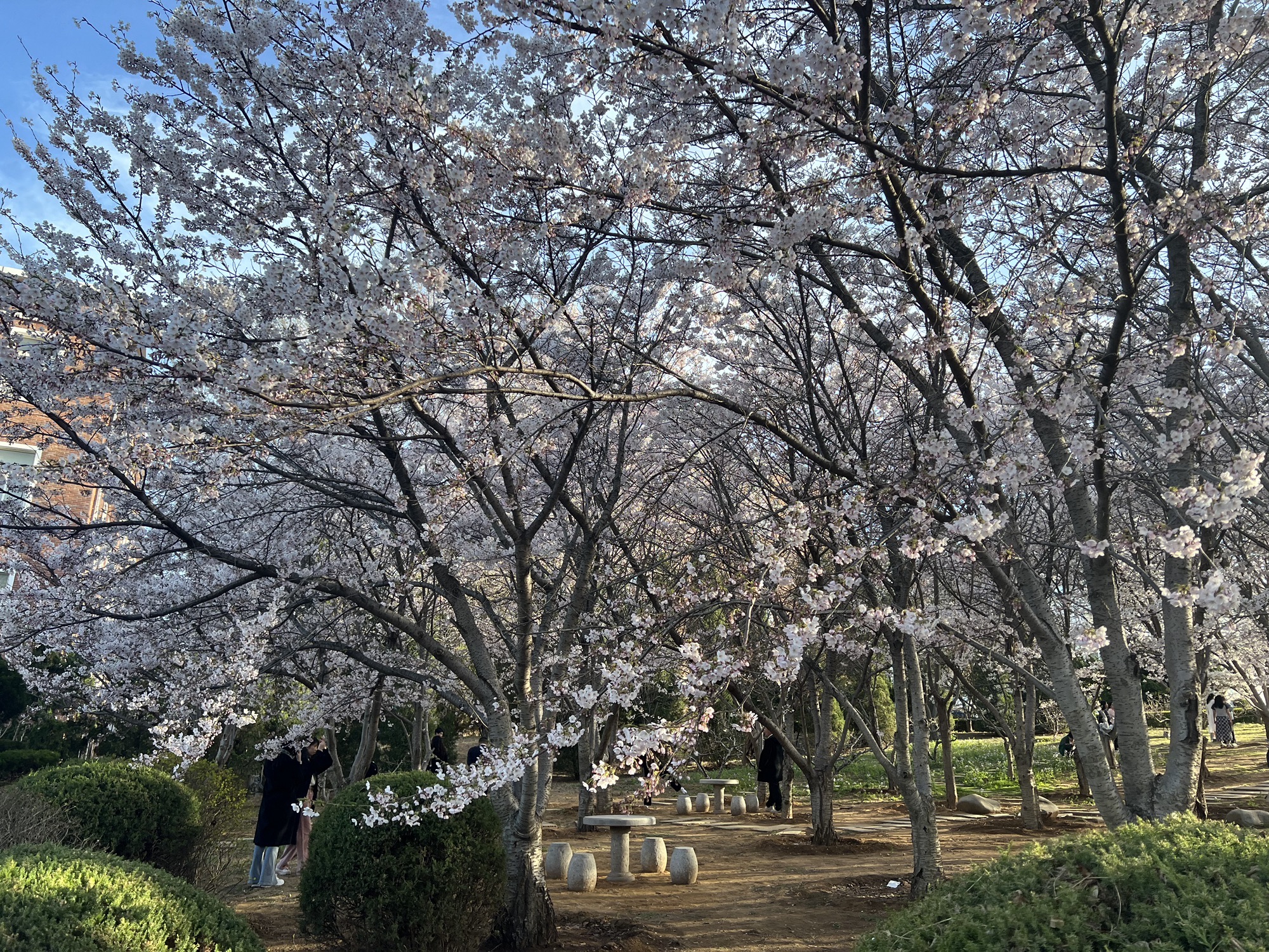 樱花园旅行图片 1