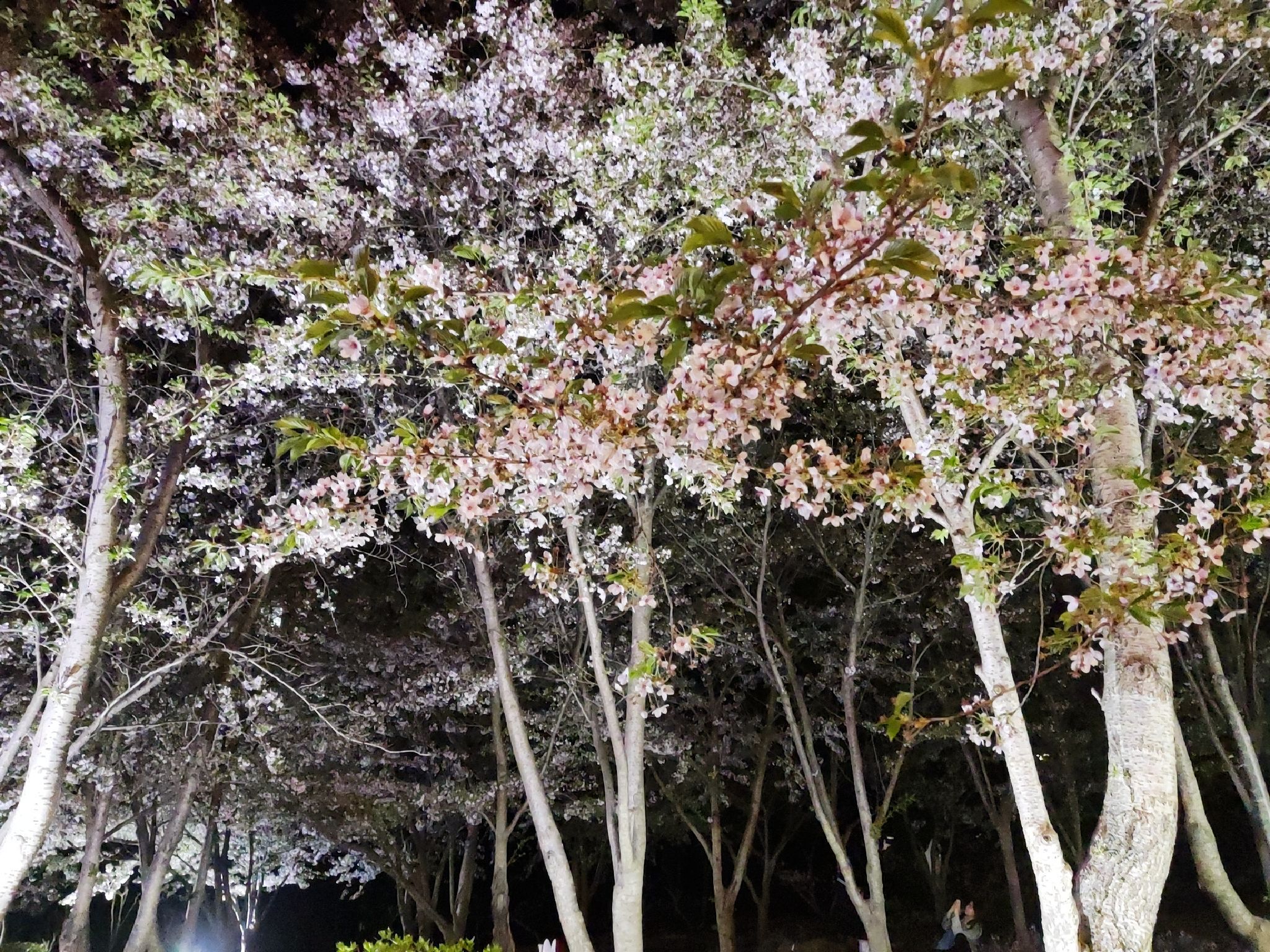 樱花园旅行图片 2