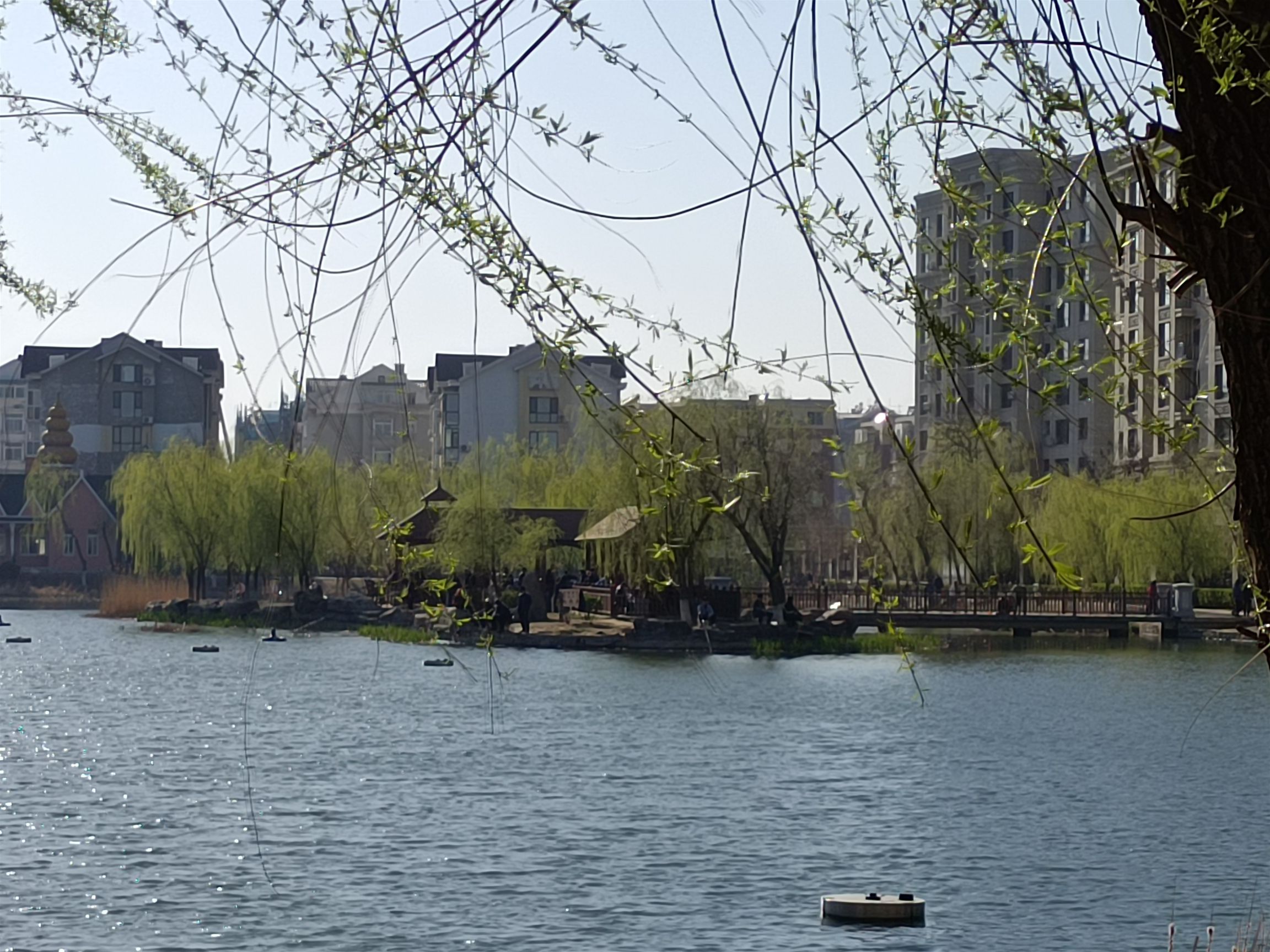 泽龙湖公园旅行图片 3