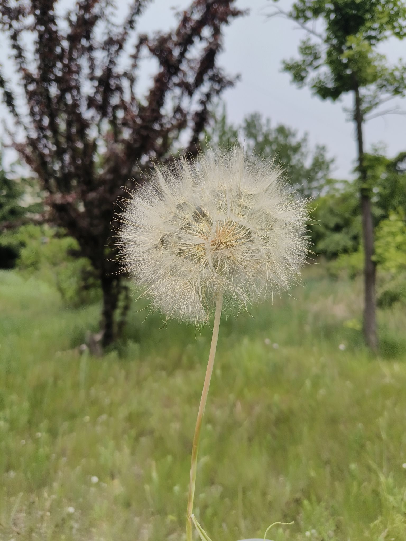 鼎山公园旅行图片 3