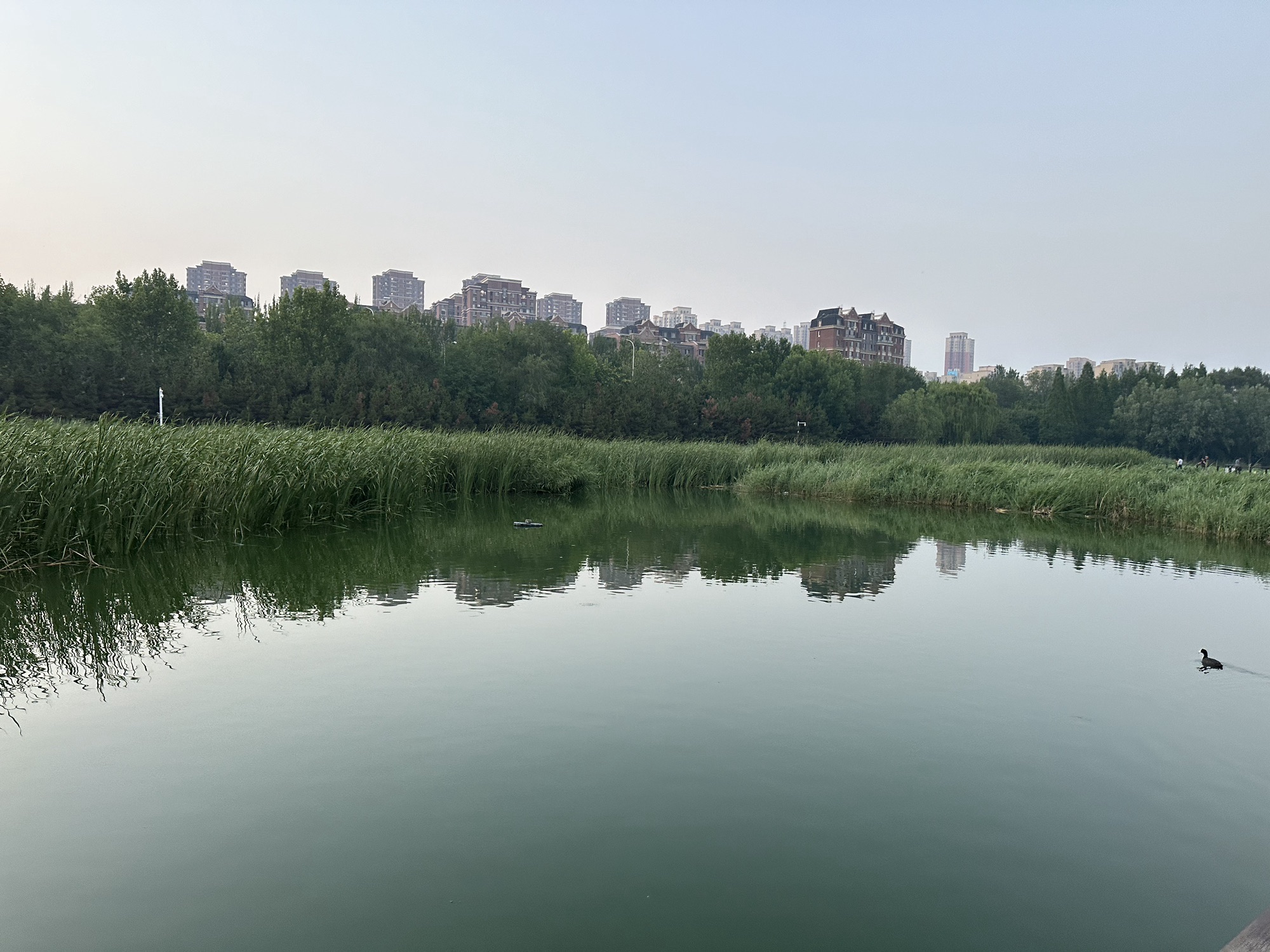 前关城市中央湿地公园旅行图片 3