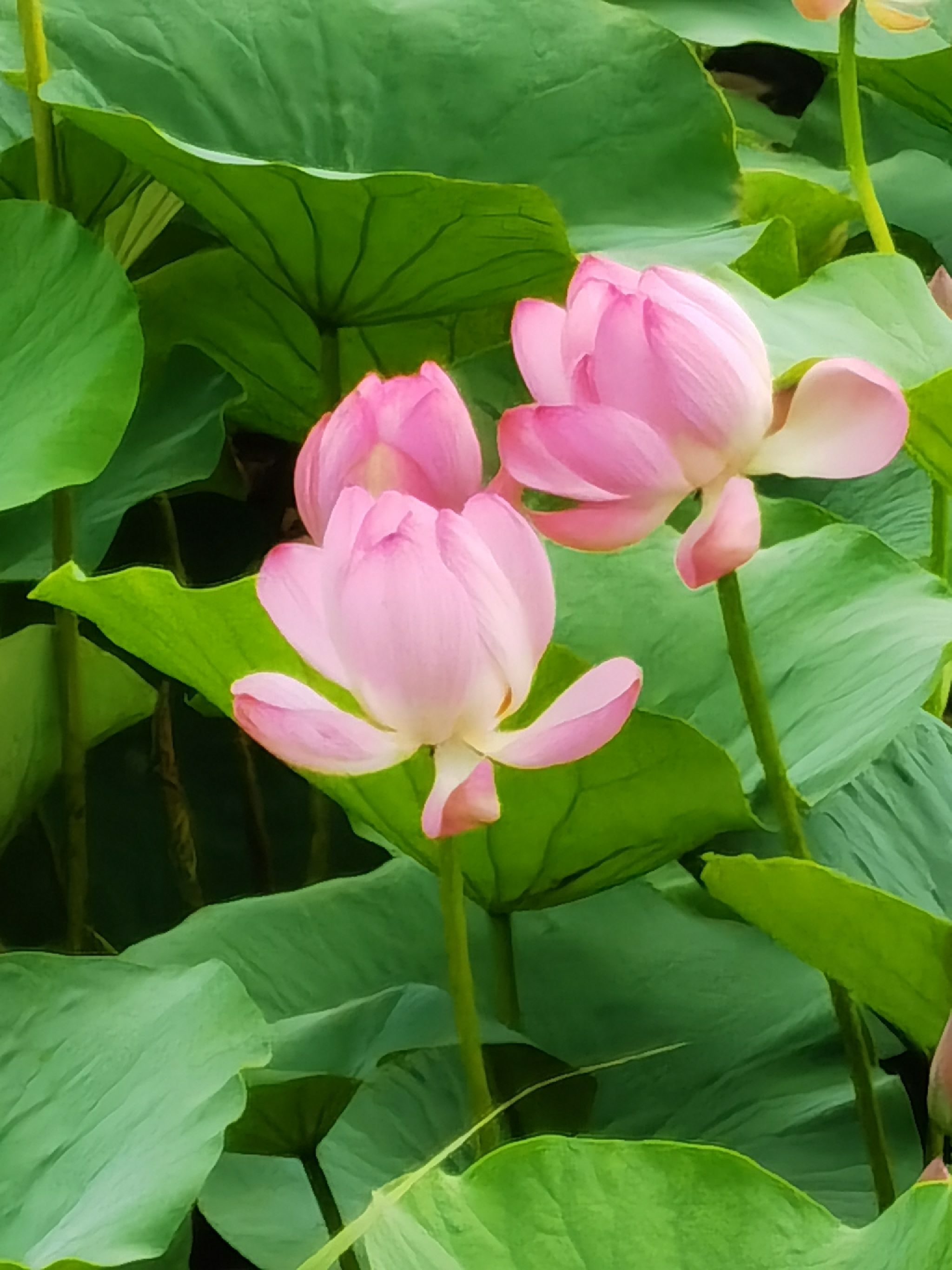 前关城市中央湿地公园旅行图片 1