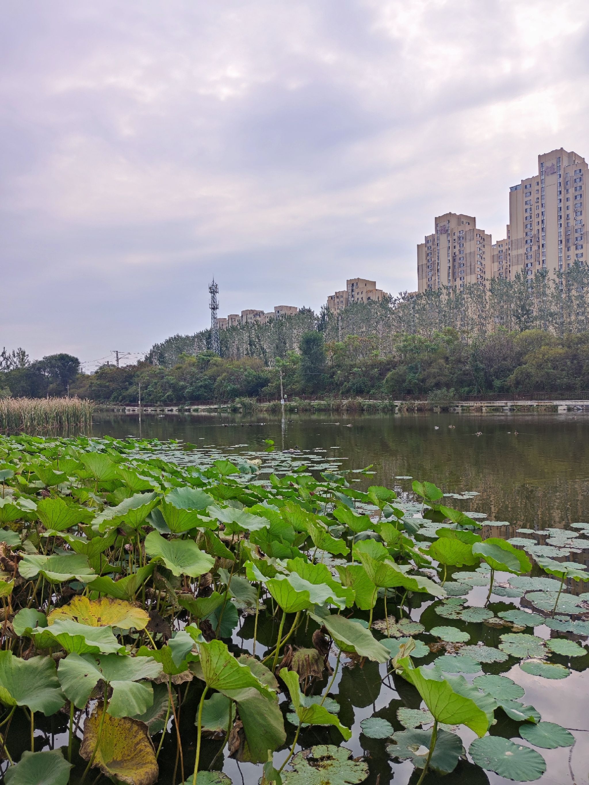 前关城市中央湿地公园旅行图片 1