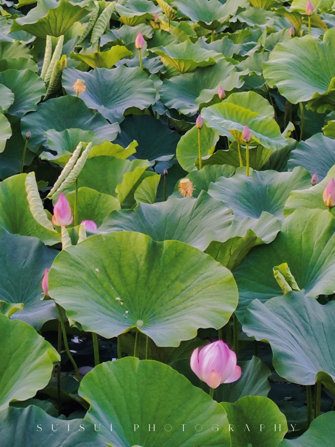 前关城市中央湿地公园旅行图片 3