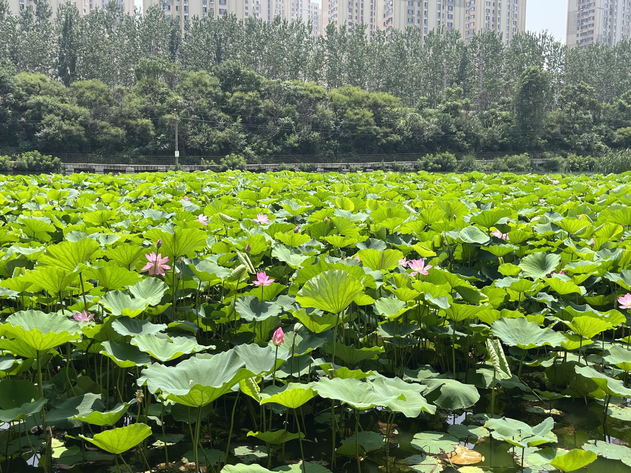 前关城市中央湿地公园旅行图片 1