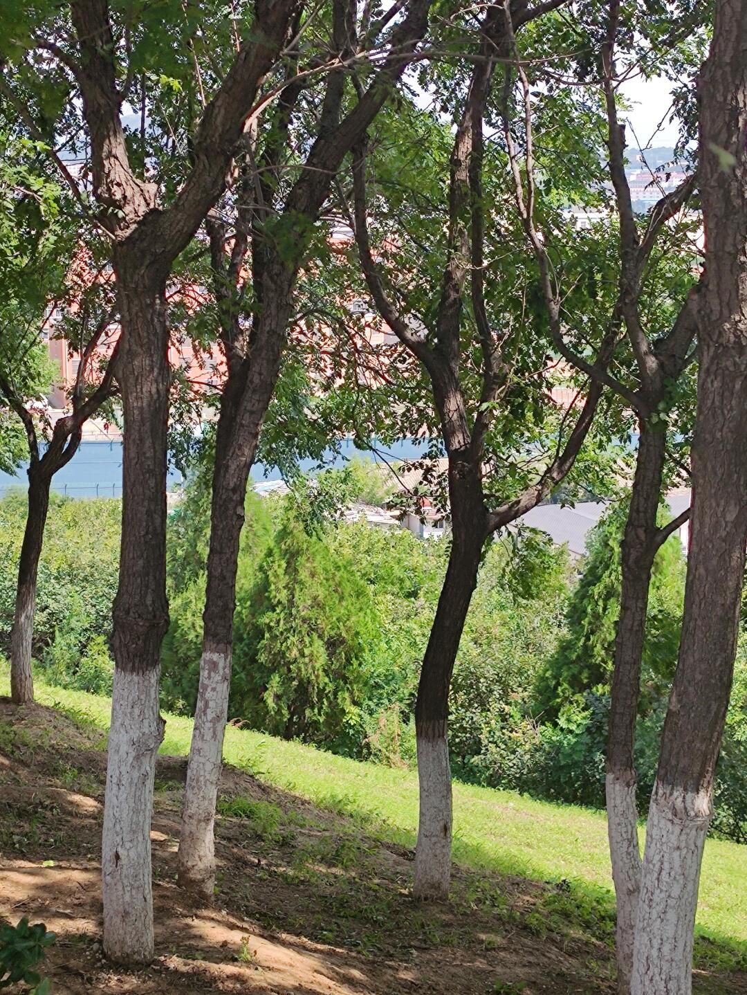 南关岭公园旅行图片 1