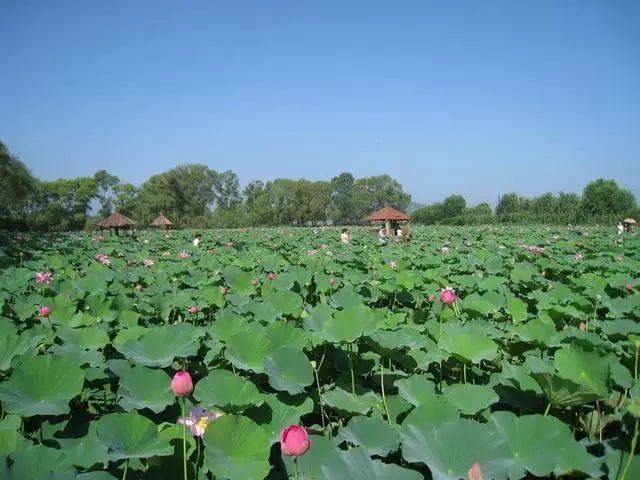 古莲花卉公园旅行图片 1