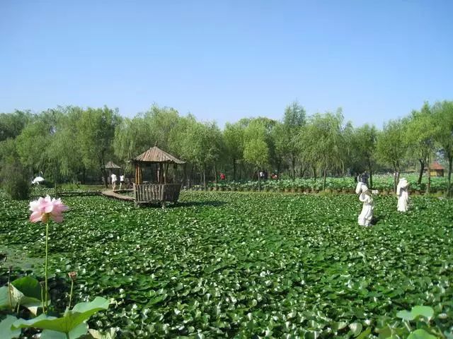 古莲花卉公园旅行图片 2