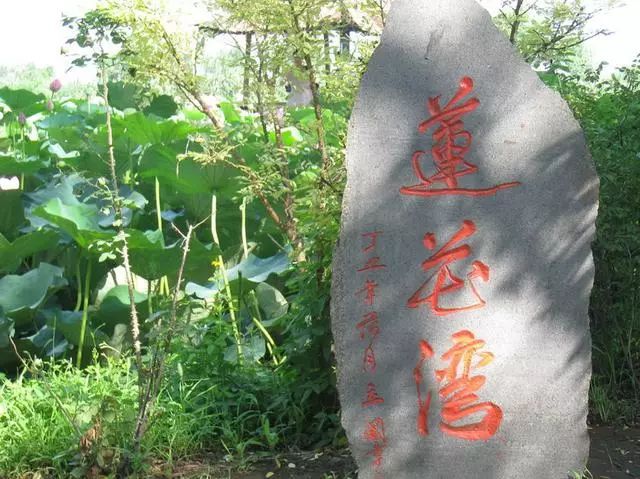 古莲花卉公园旅行图片 3