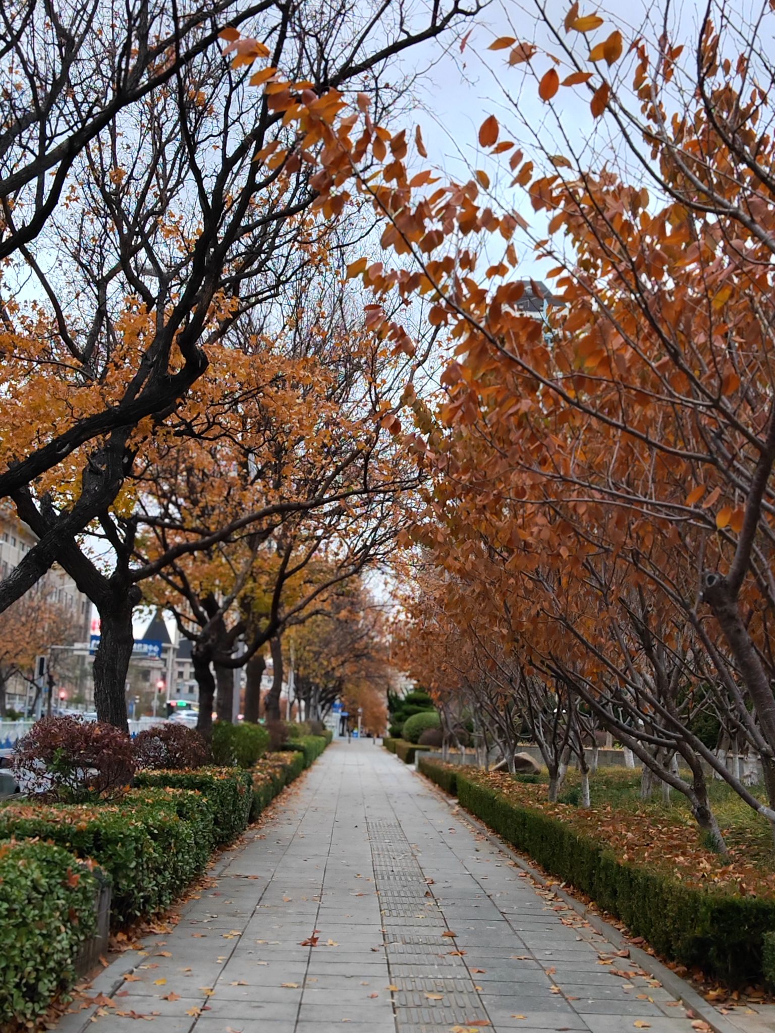 西府园旅行图片 2