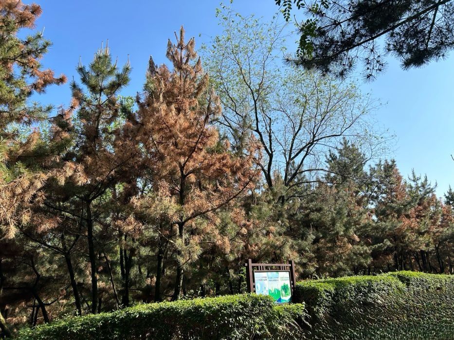 牛头山公园旅行图片 3