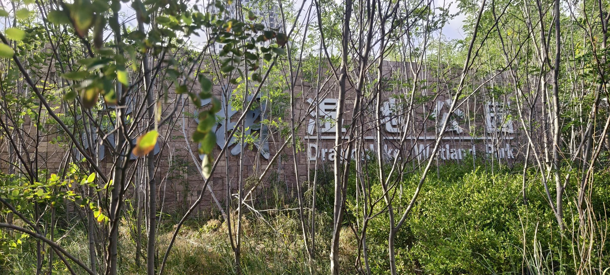 龙湖湿地公园旅行图片 2