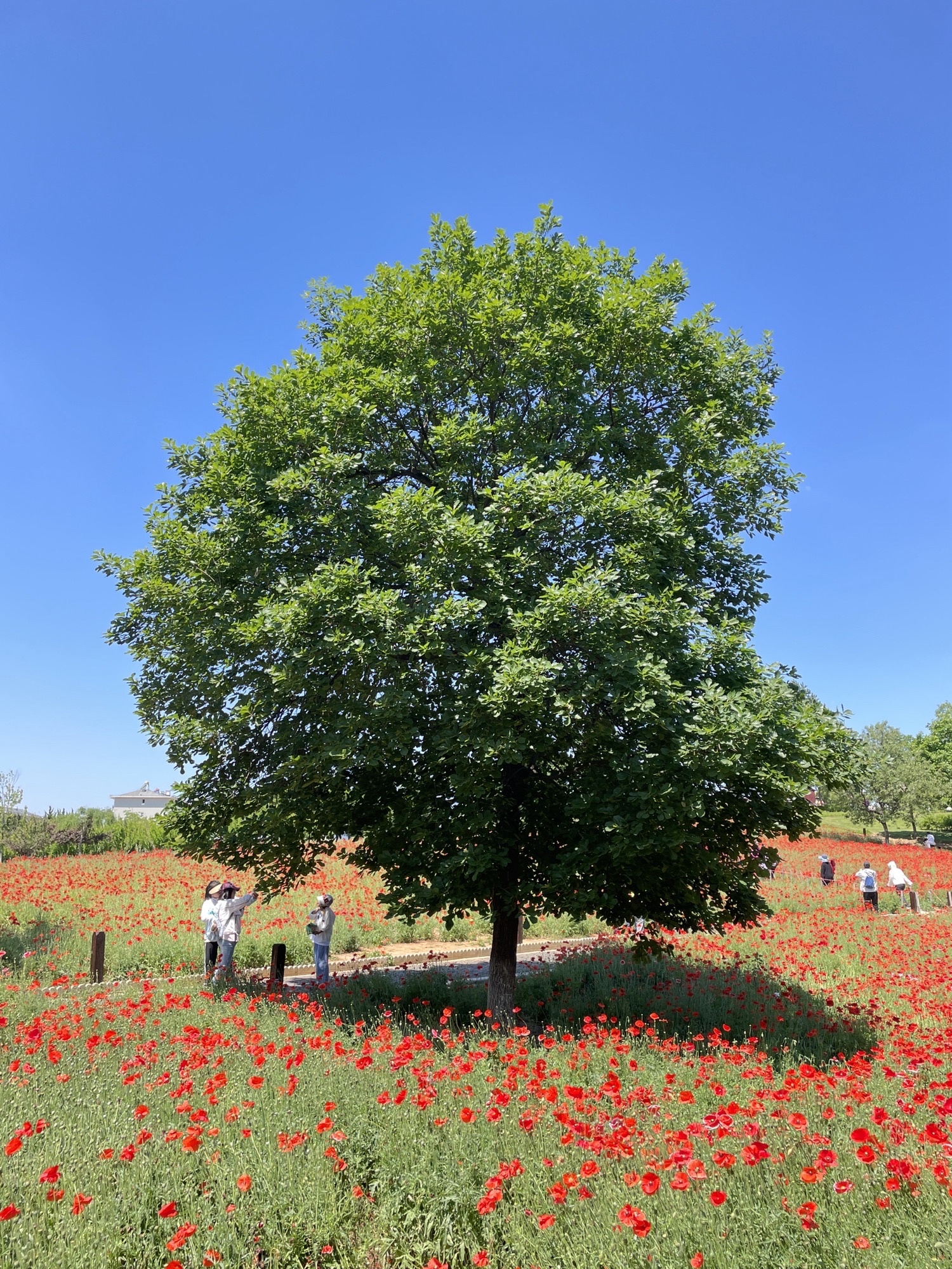 董家沟植物公园旅行图片 1