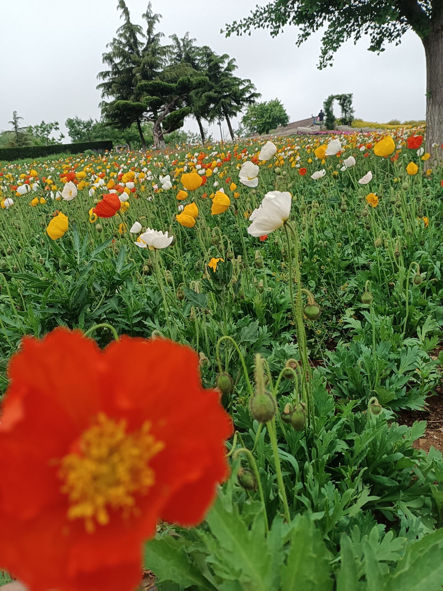 董家沟植物公园旅行图片 2