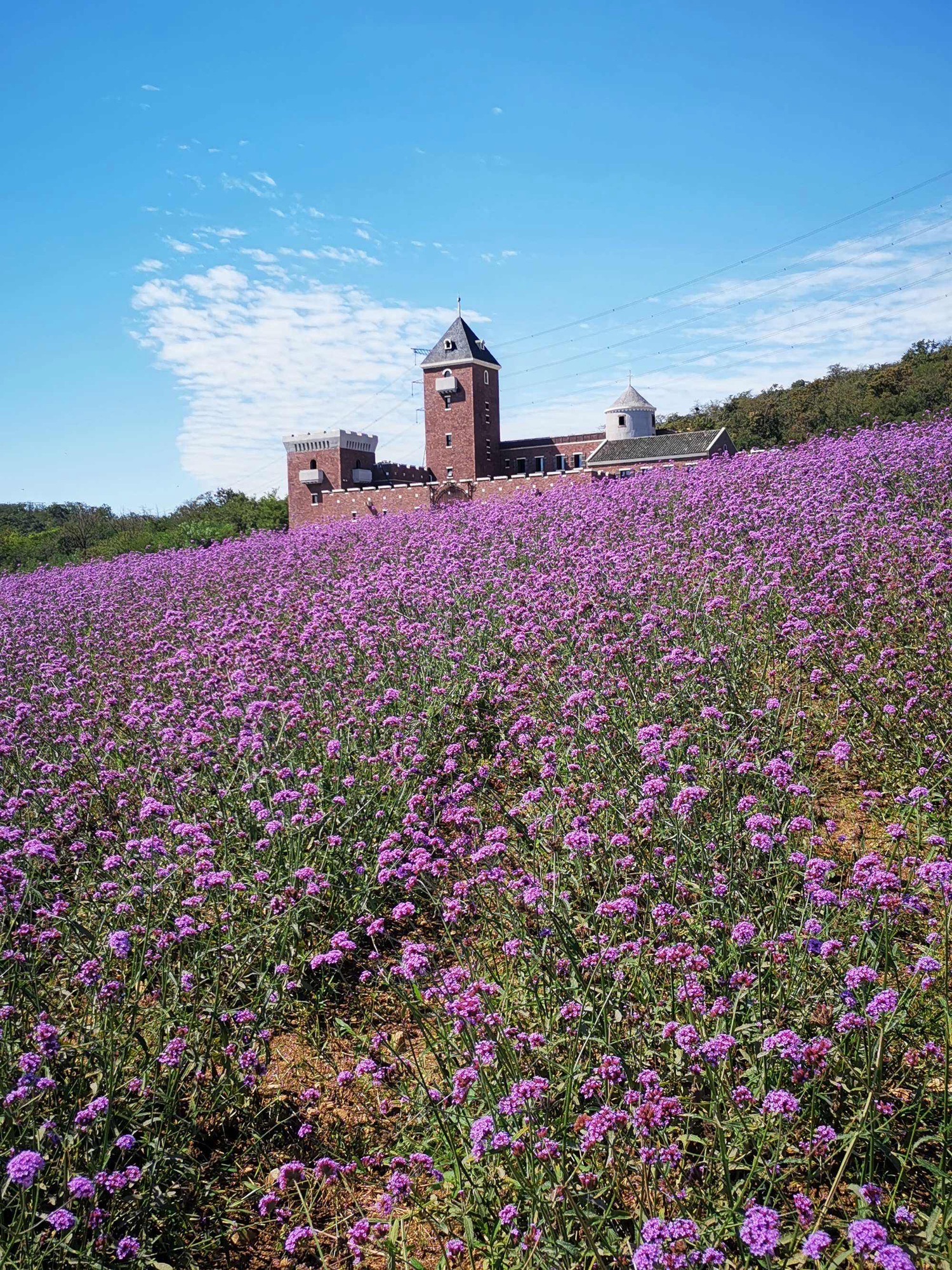紫云花汐景区旅行图片 1