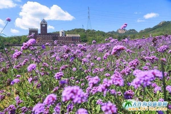 紫云花汐景区旅行图片 2