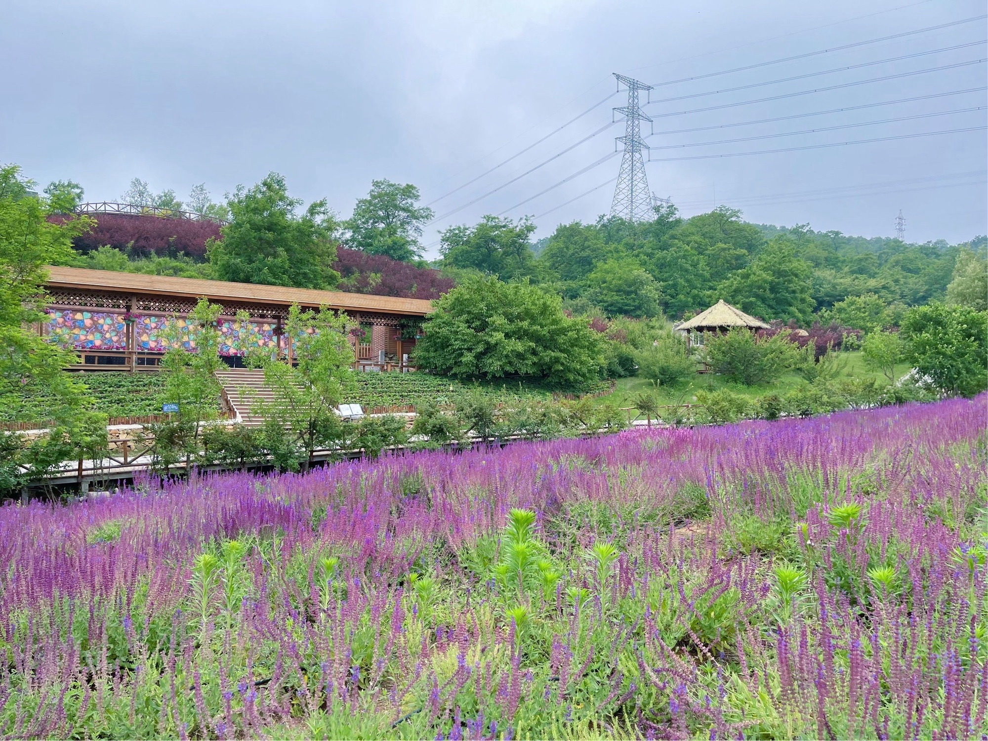 紫云花汐景区旅行图片 3