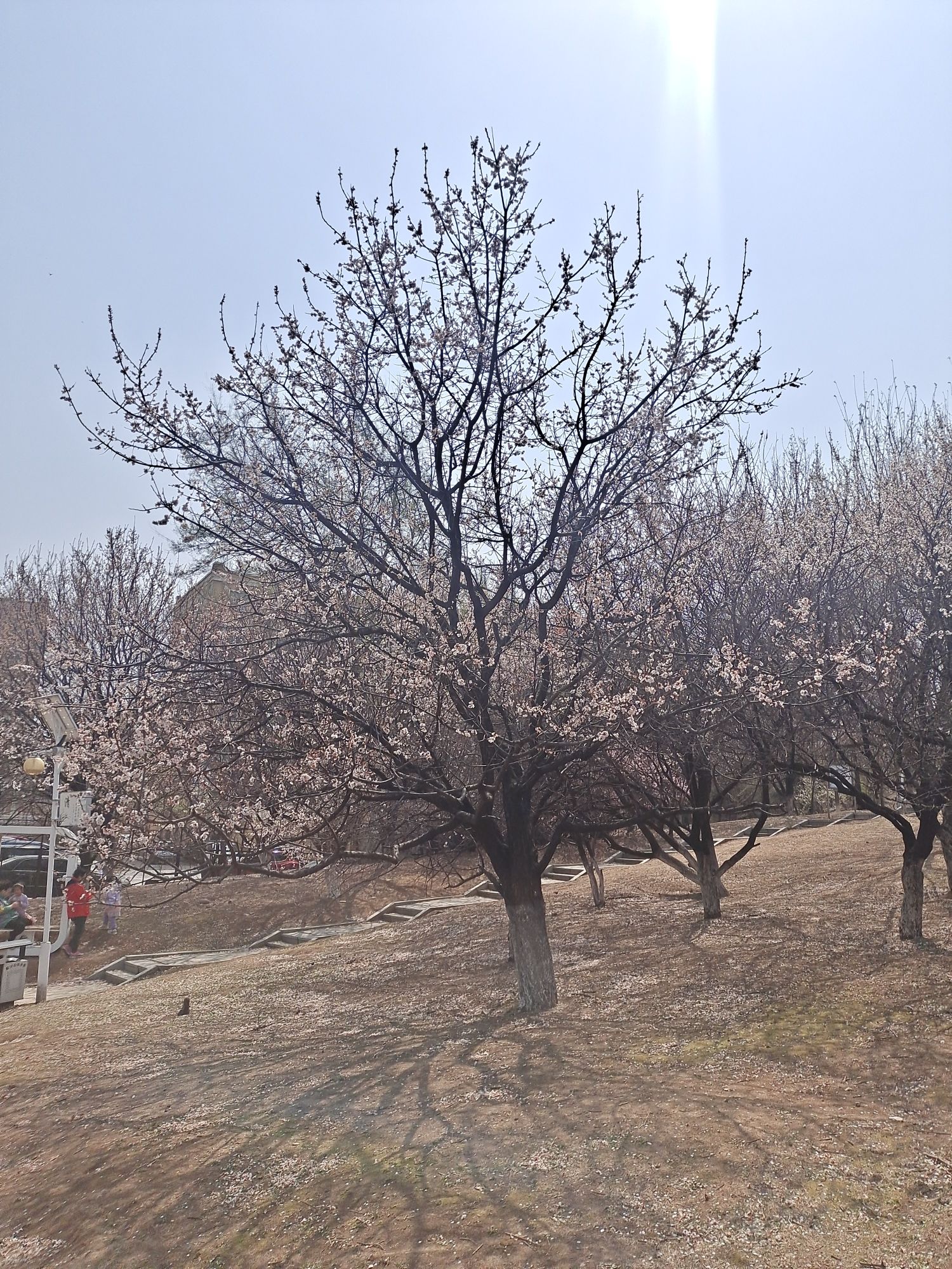 湖南公园旅行图片 2