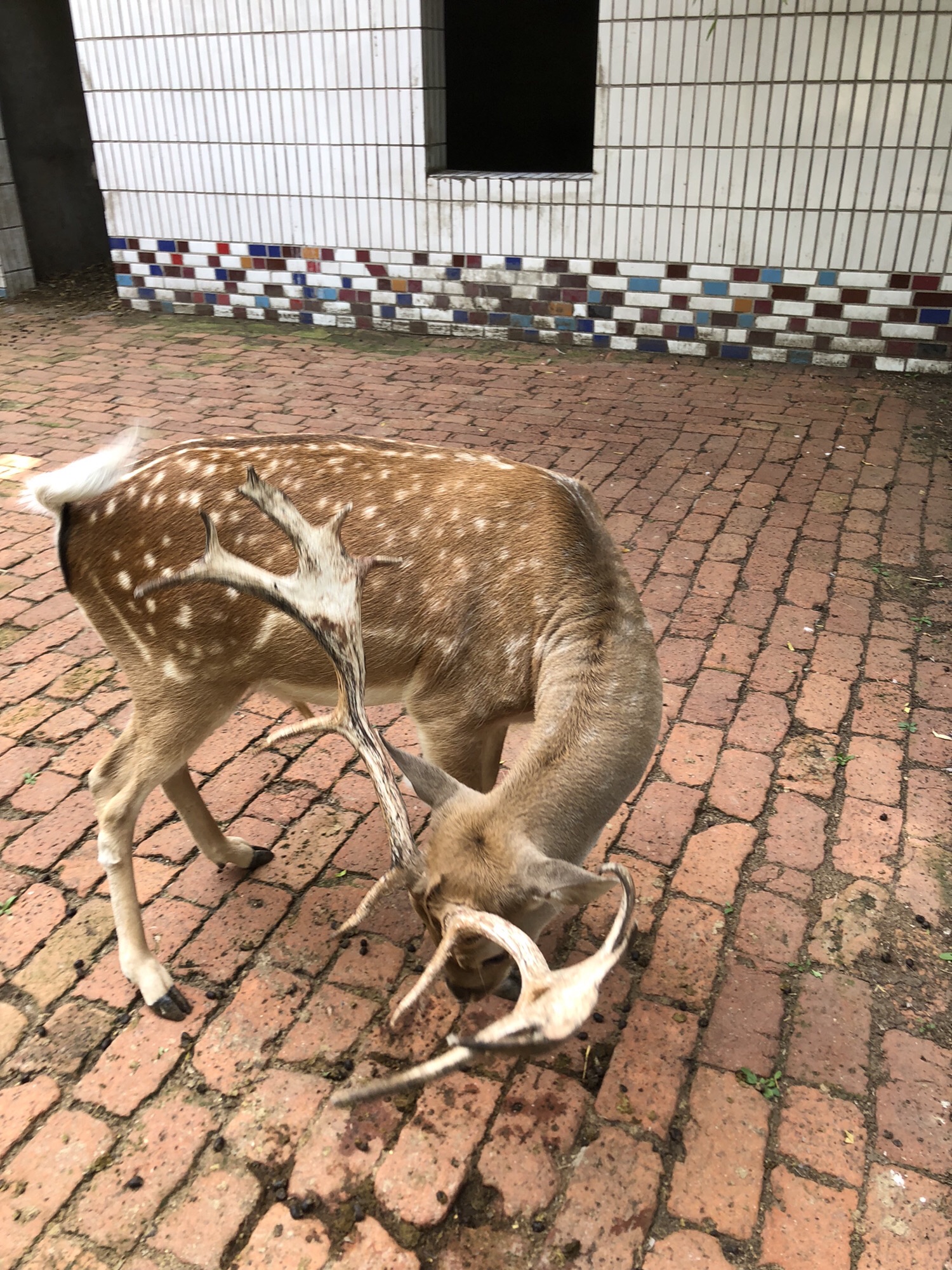 西柳老栓动物园旅行图片 1