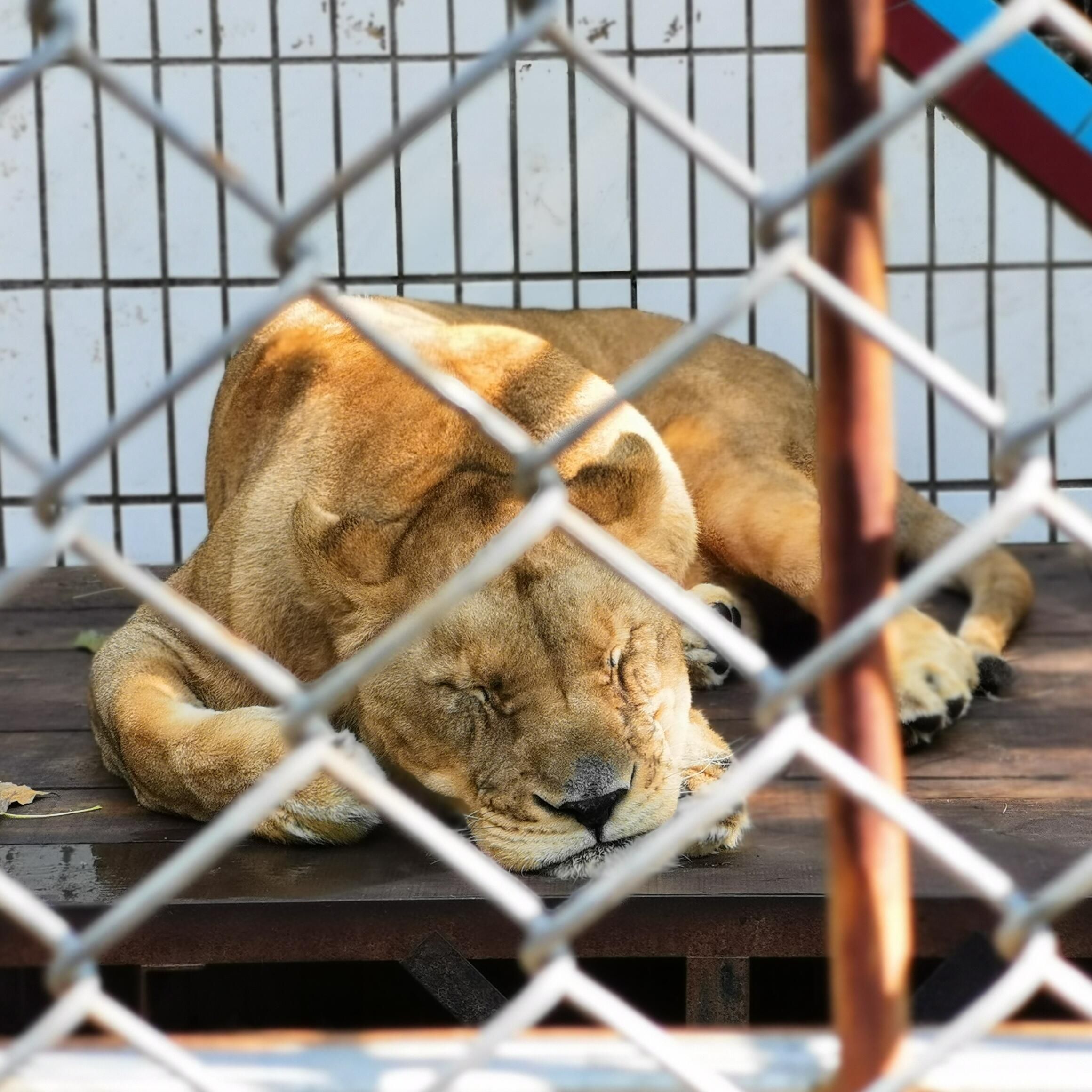 西柳老栓动物园旅行图片 3