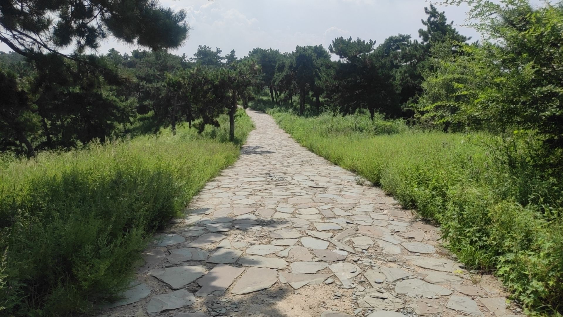新屯公园旅行图片 1