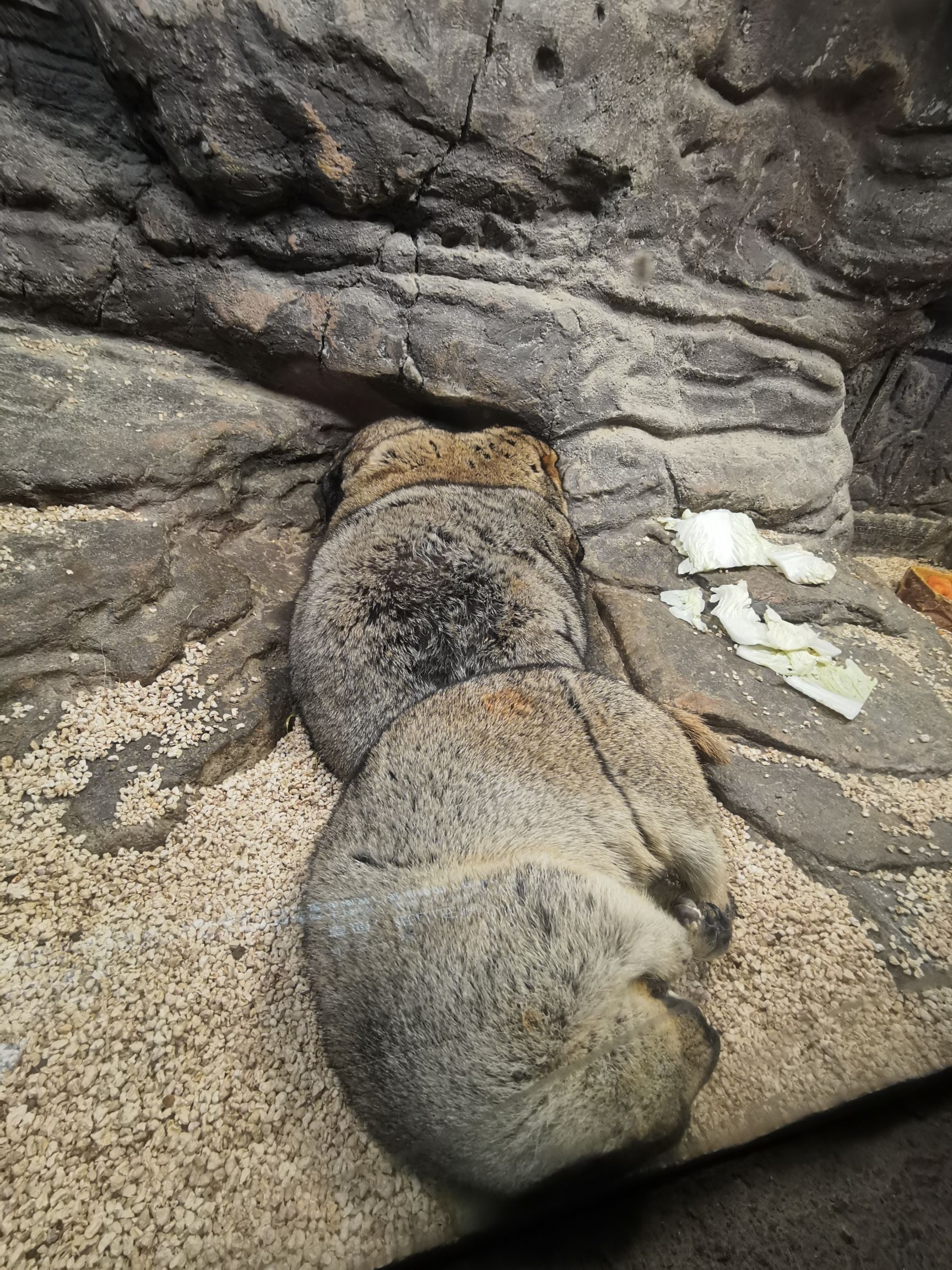 皇家海洋乐园旅行图片 1