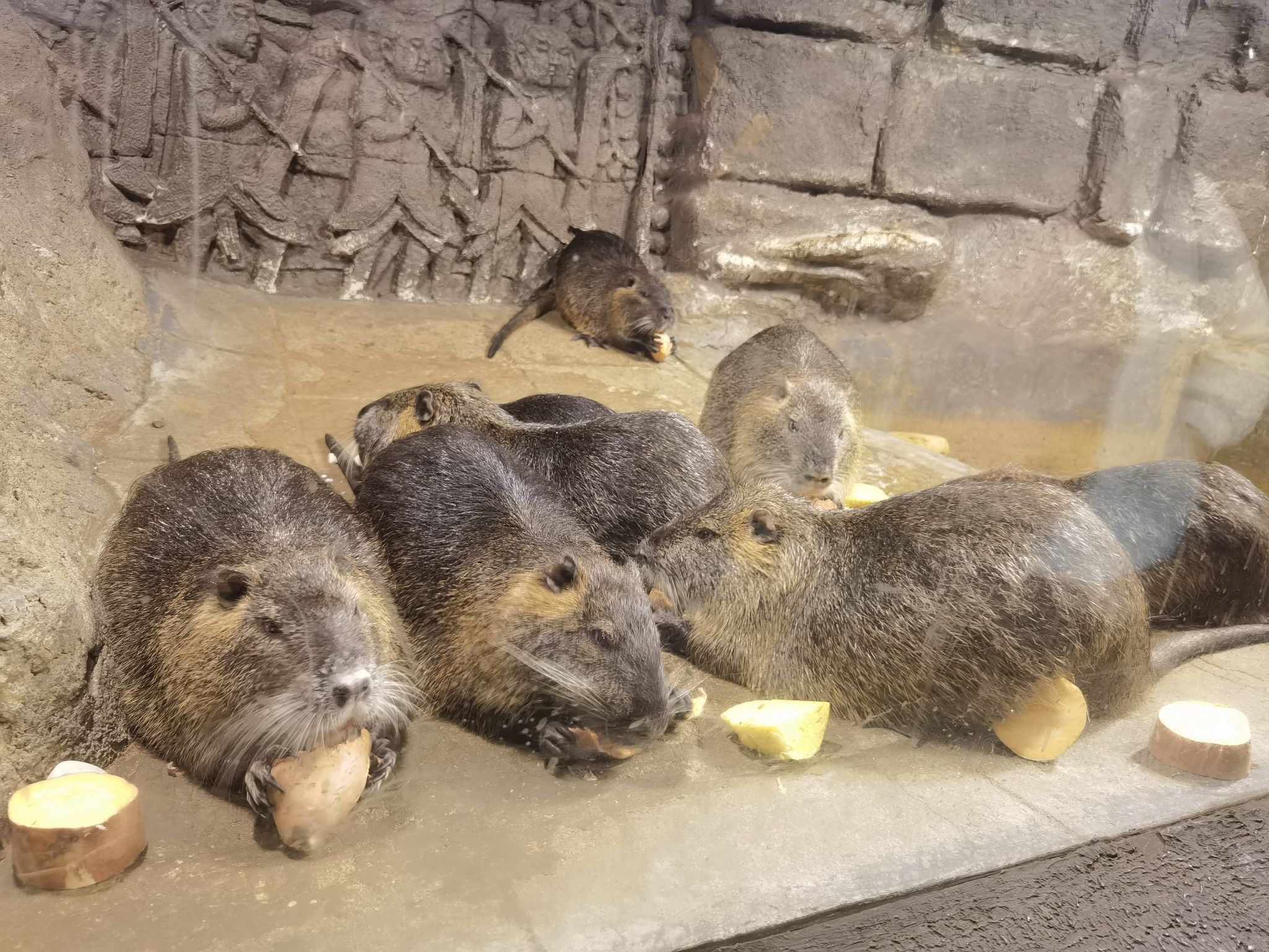 皇家海洋乐园旅行图片 3