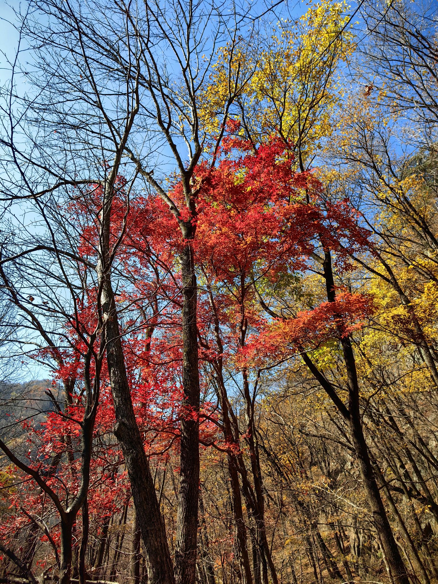 关门山国家森林公园旅行图片 1