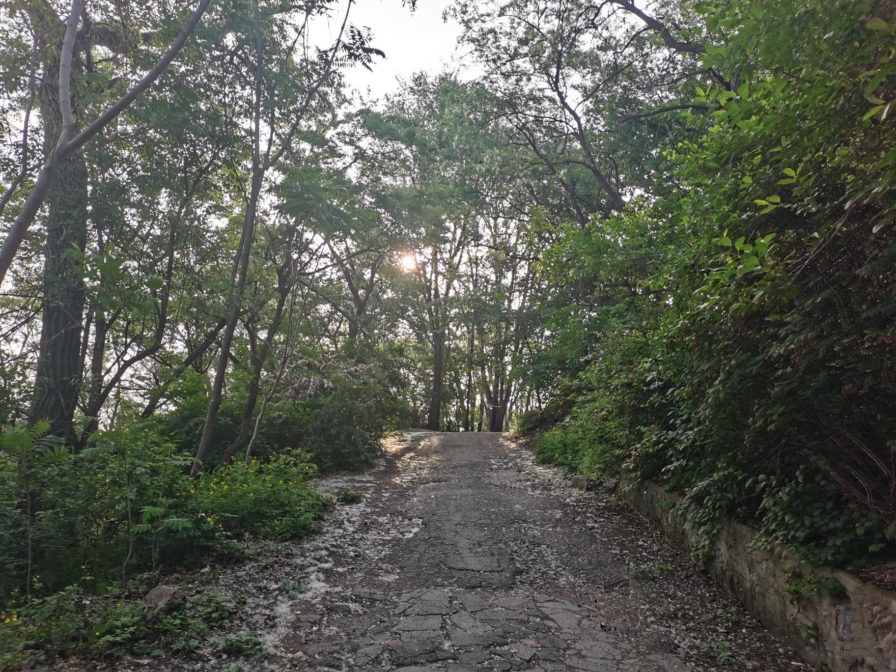 金山公园旅行图片 3