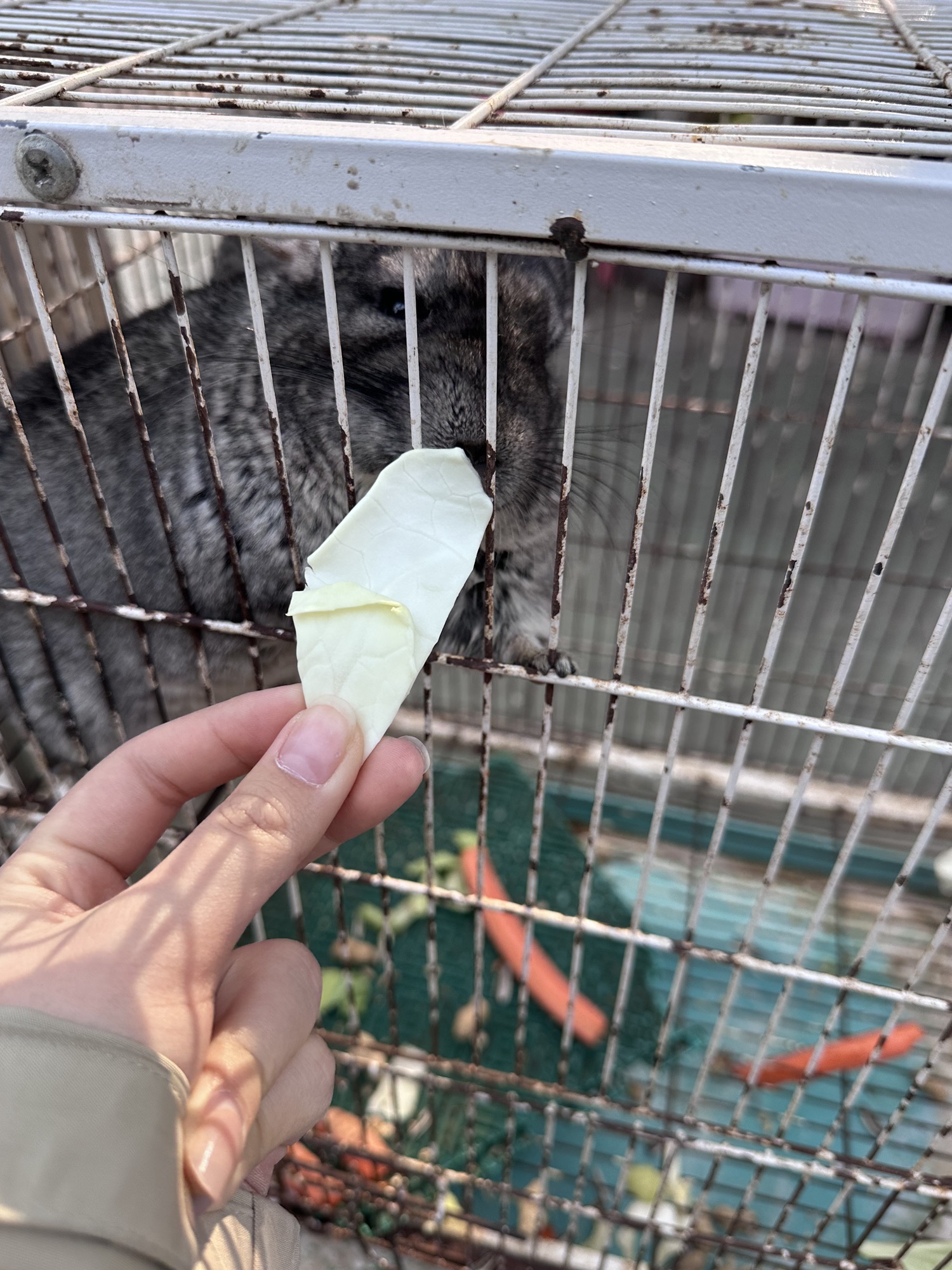 锦江山公园旅行图片 2