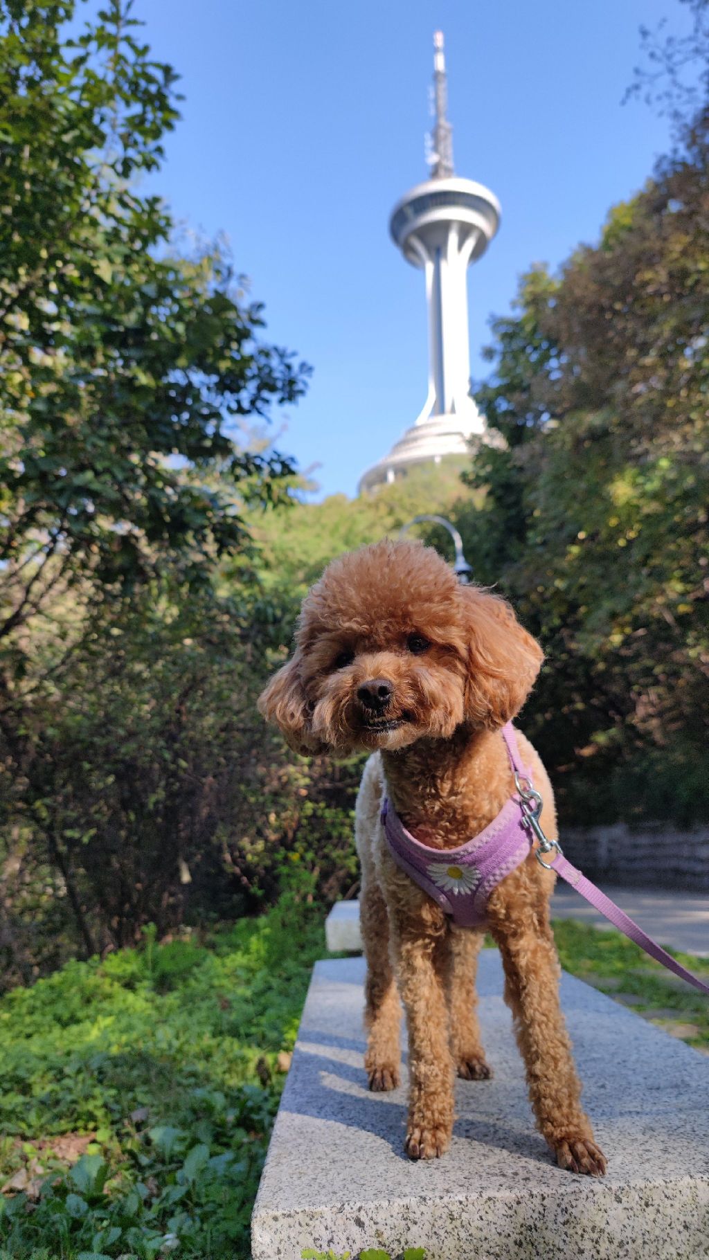 元宝山公园旅行图片 3